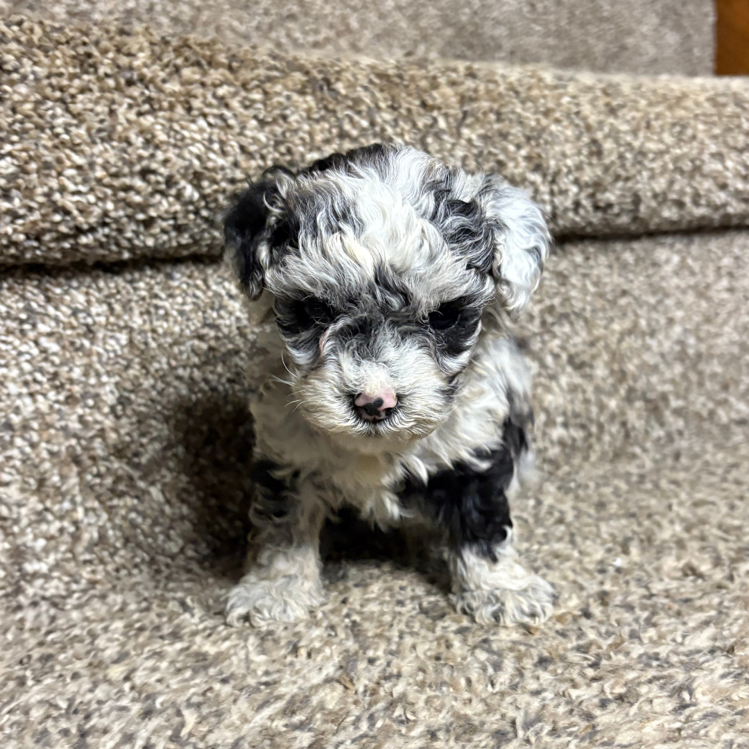 Blue-Merle-Cavapoo-Breeder