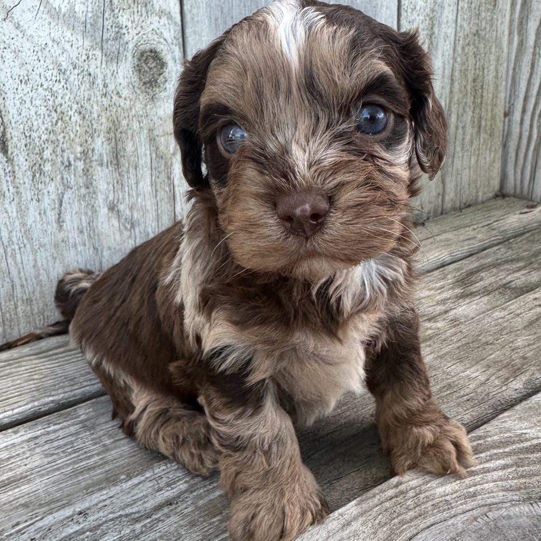 Chocolate-Merle-Cavapoo