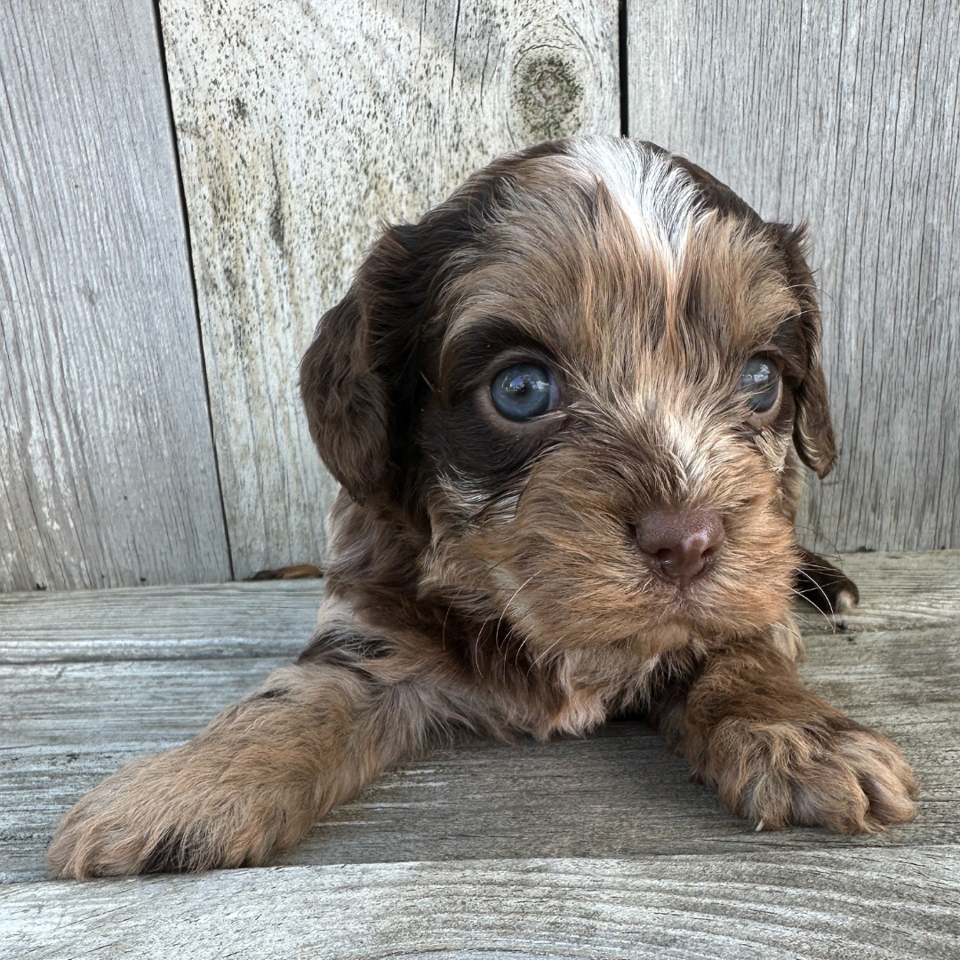 Chocolate-Merle-Cavapoo