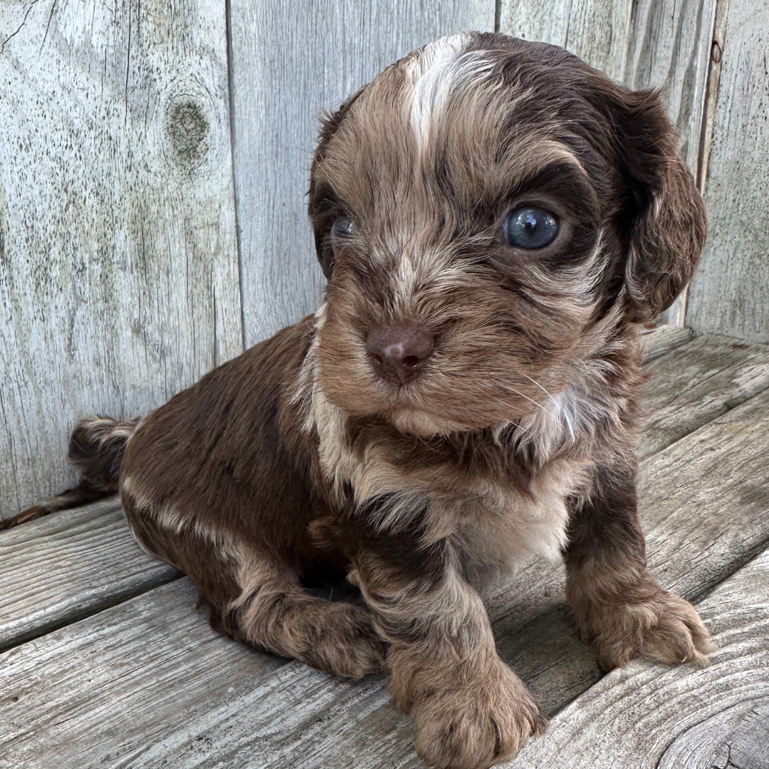 Chocolate-Merle-Cavapoo