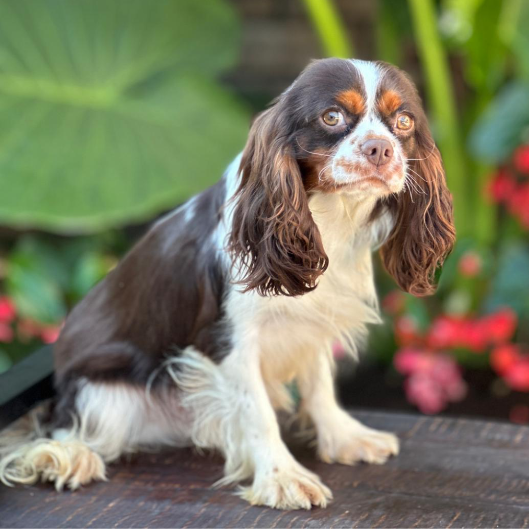 Cavalier-King-Charles