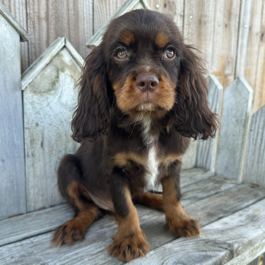 Chocolate-Cavalier
