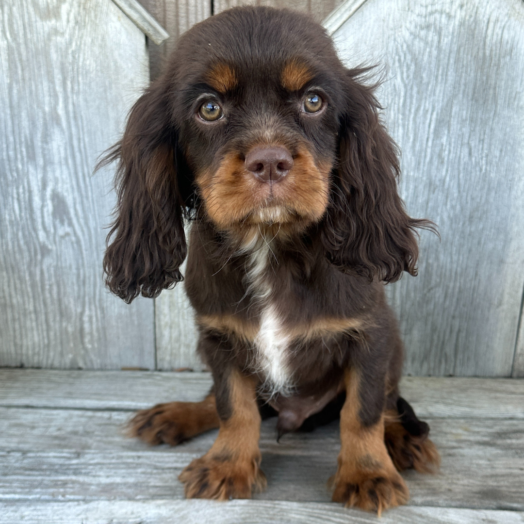 Chocolate-Cavalier