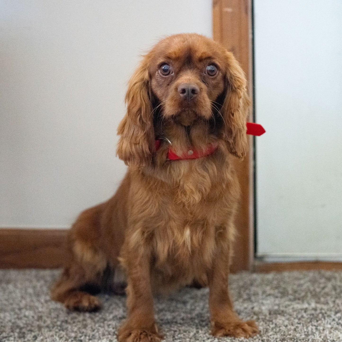 Cavalier-King-Charles-Spaniel