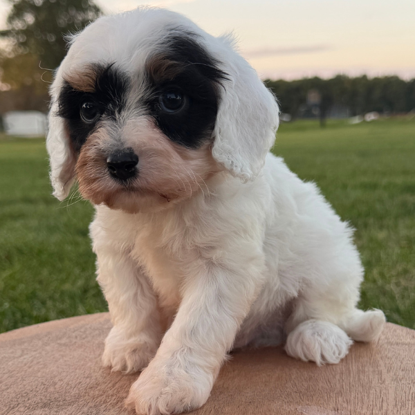 Cavapoo-Breeder