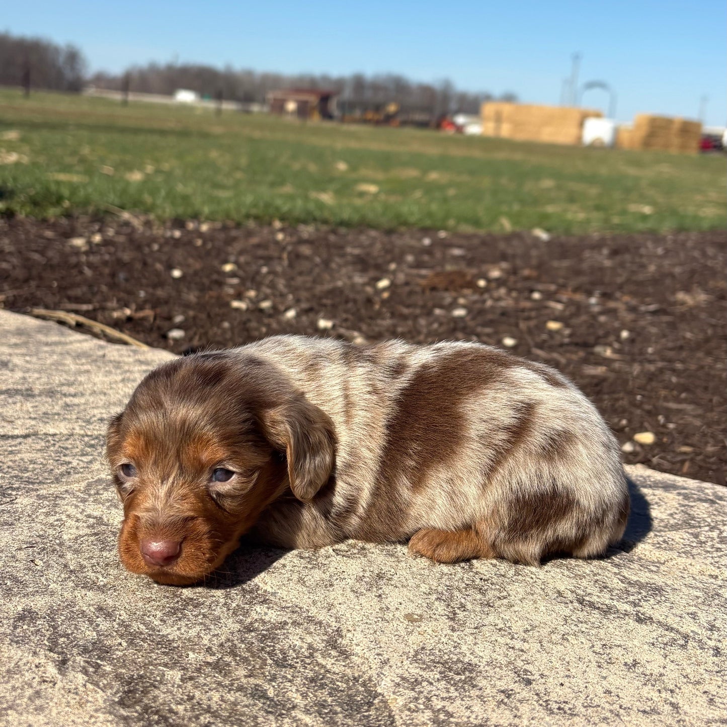 Mini Dachshund puppy lying on a rock with a field and clear sky in the background
