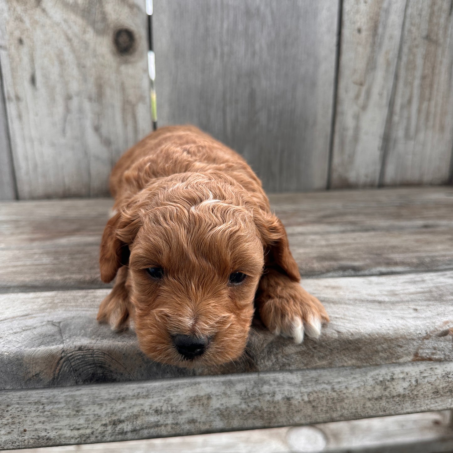 Mini-Goldendoodle-Puppy