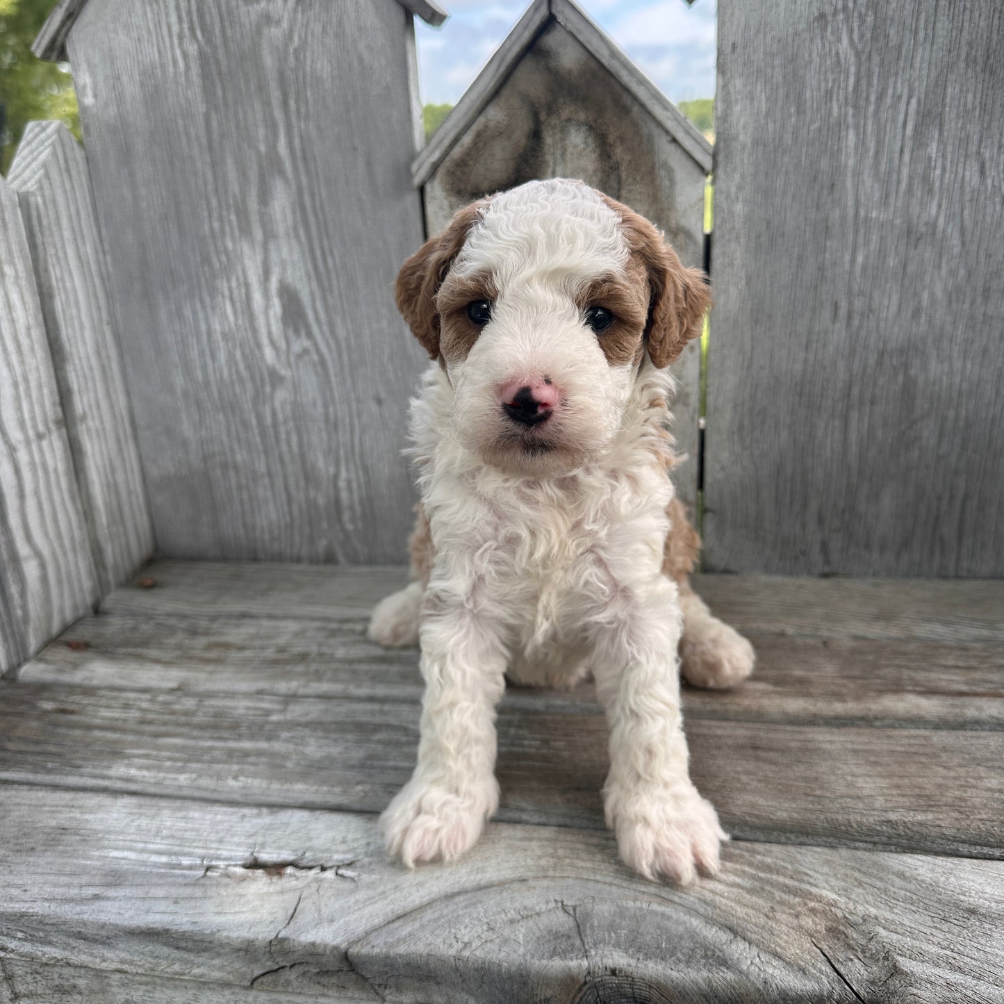 Mini-Goldendoodle-Puppy