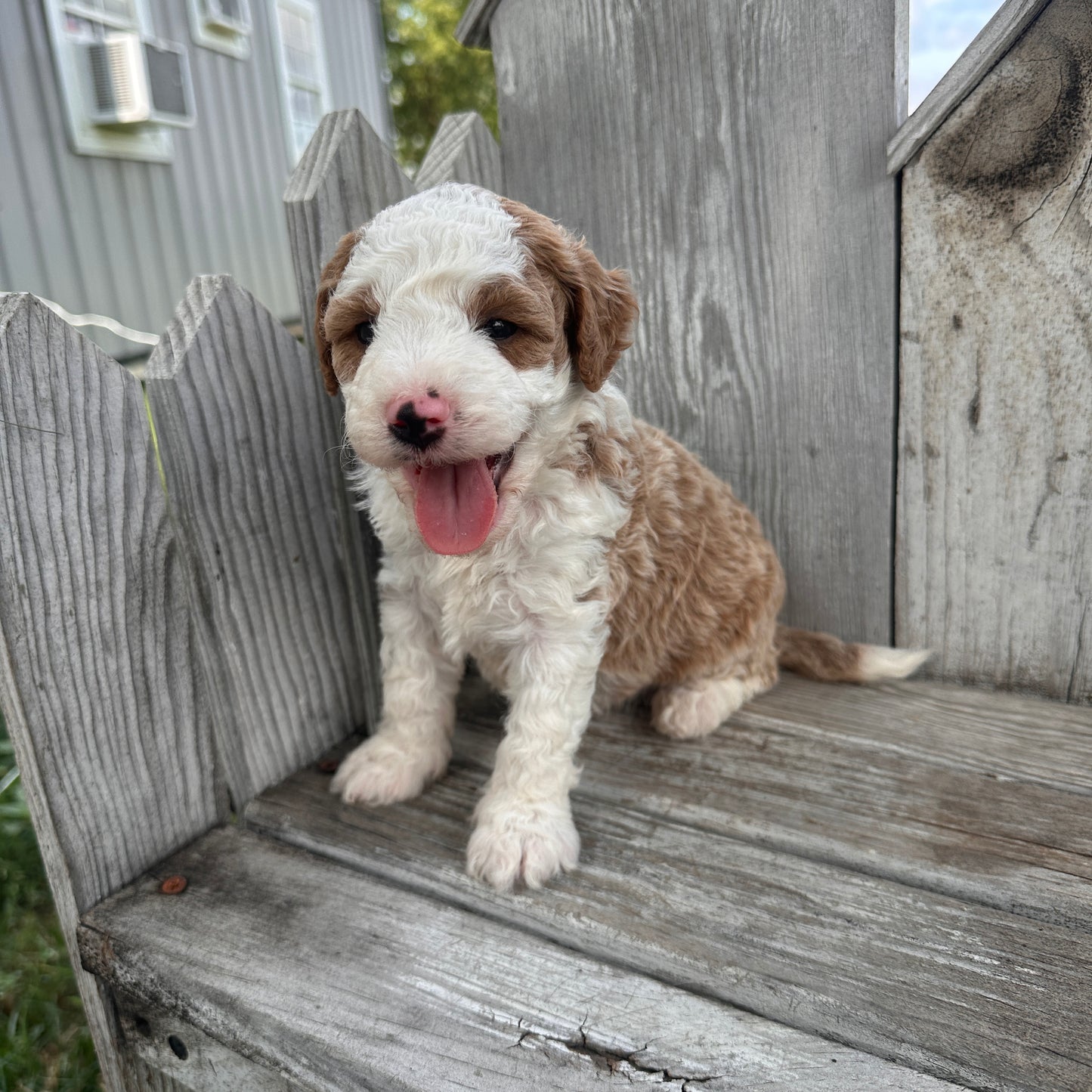 Mini-Goldendoodle-Puppy