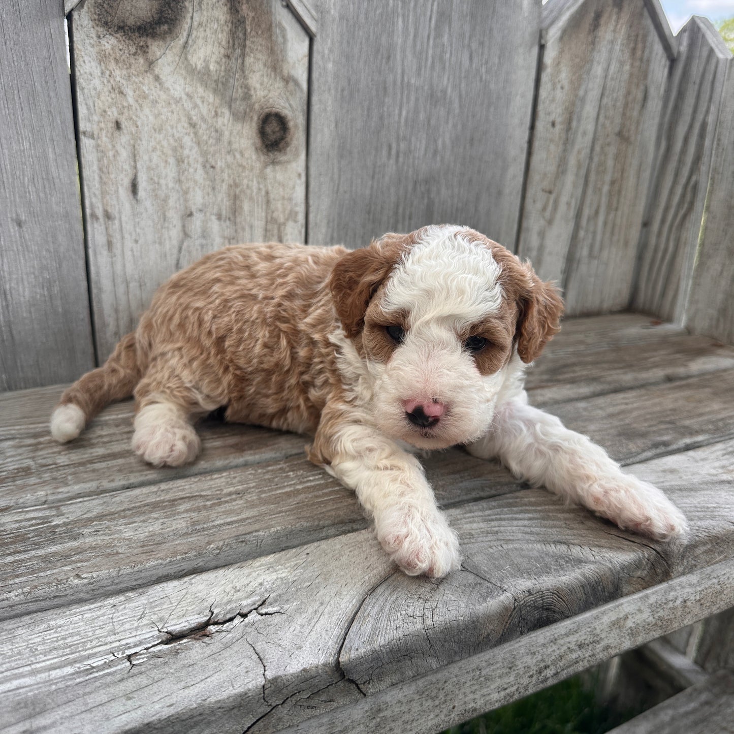 Mini-Goldendoodle-Puppy