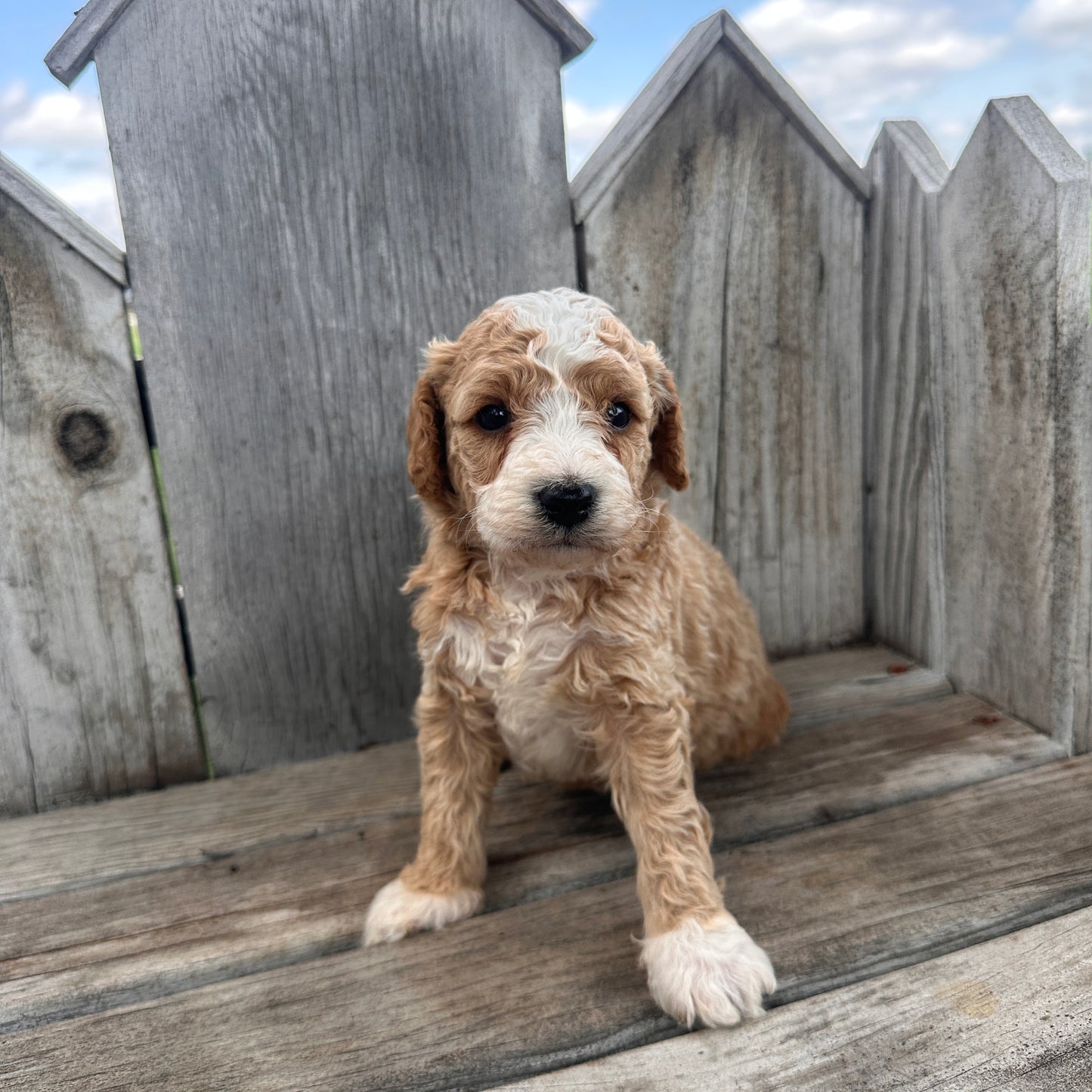 Mini-Goldendoodle-Puppy