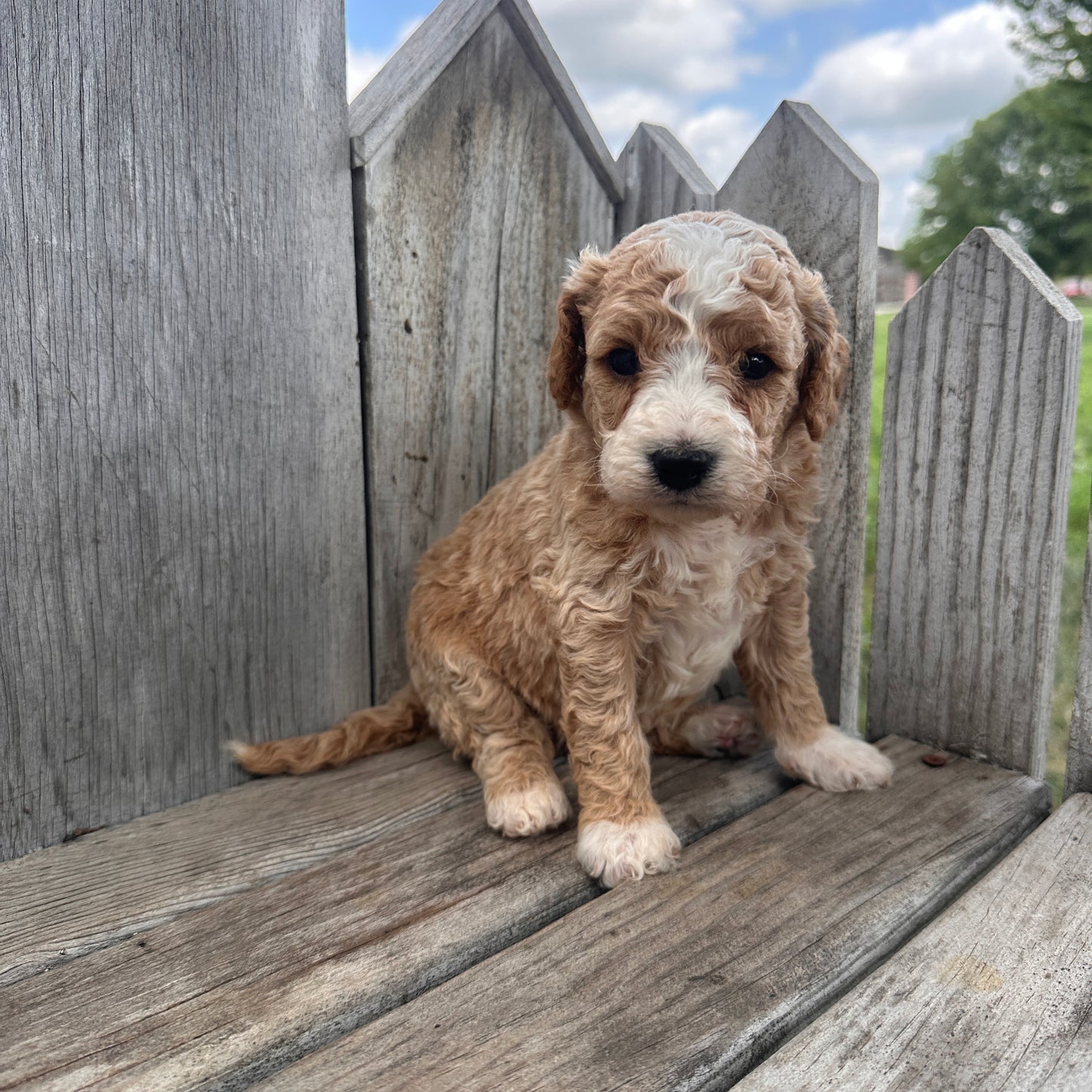 Mini-Goldendoodle-Puppy