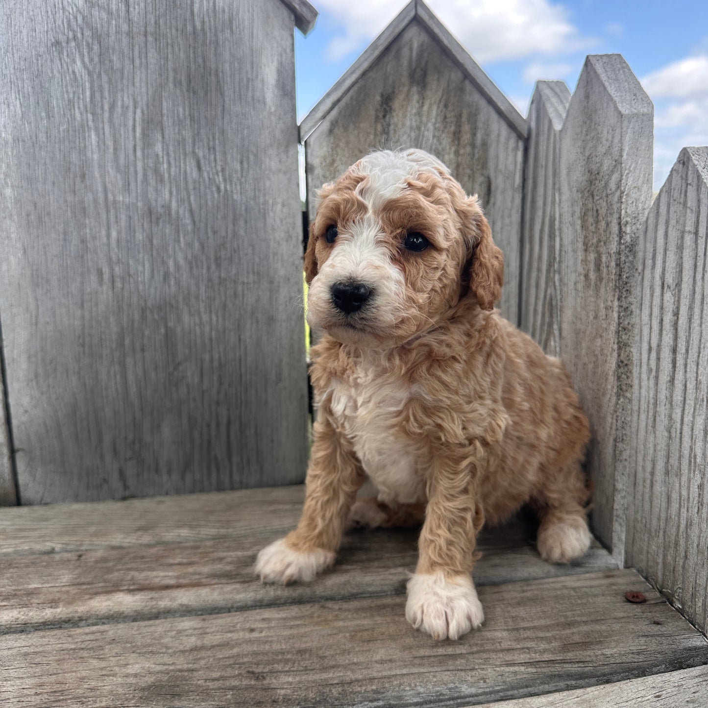 Mini-Goldendoodle-Puppy