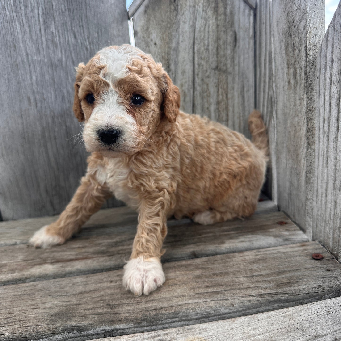 Mini-Goldendoodle-Puppy