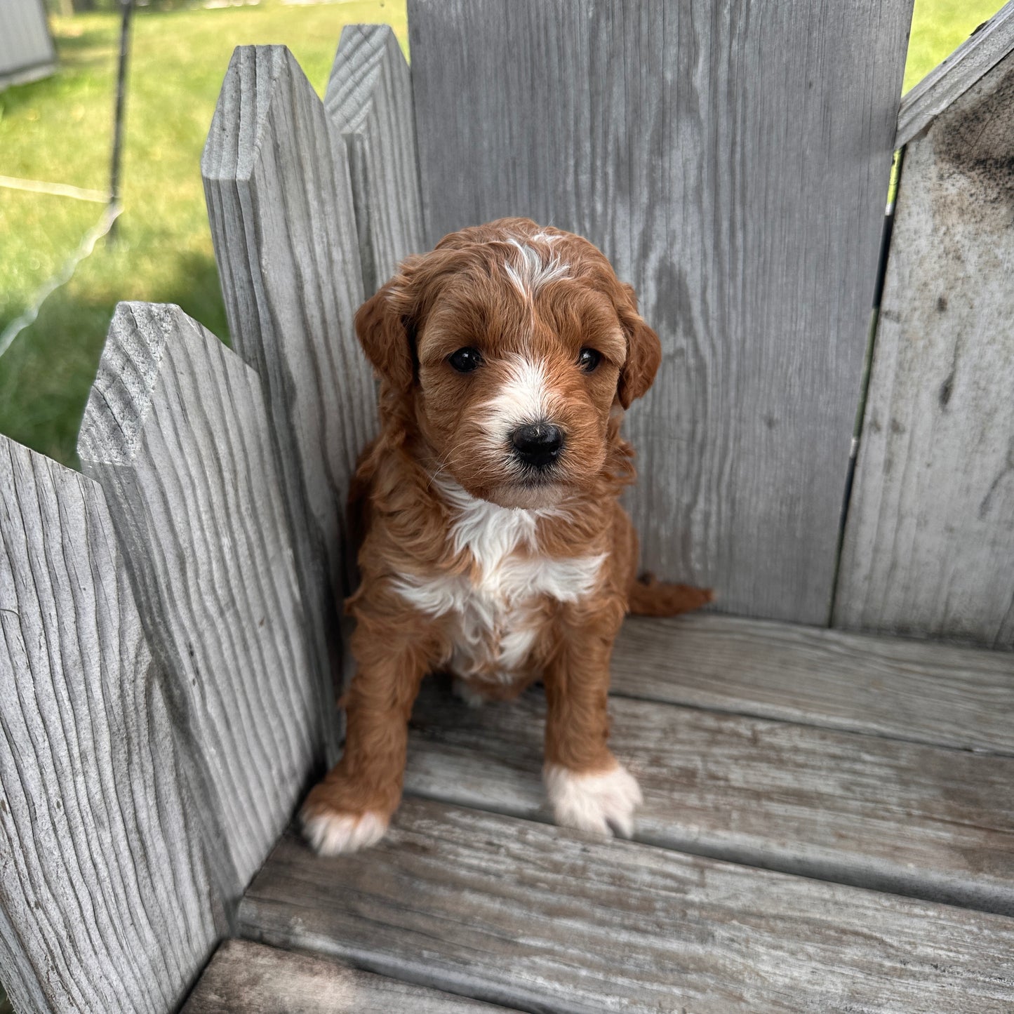 Mini-Goldendoodle-Puppy
