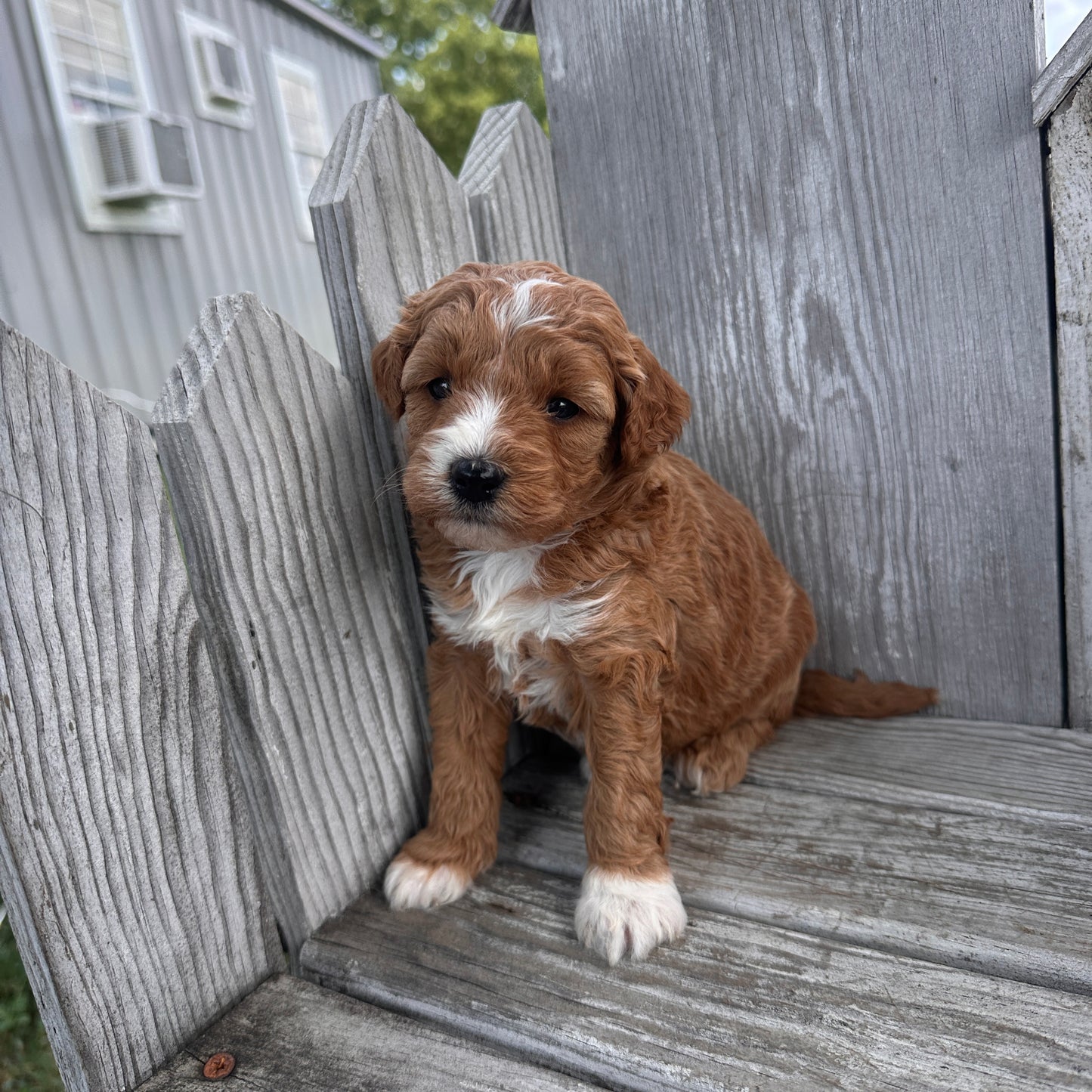 Mini-Goldendoodle-Puppy