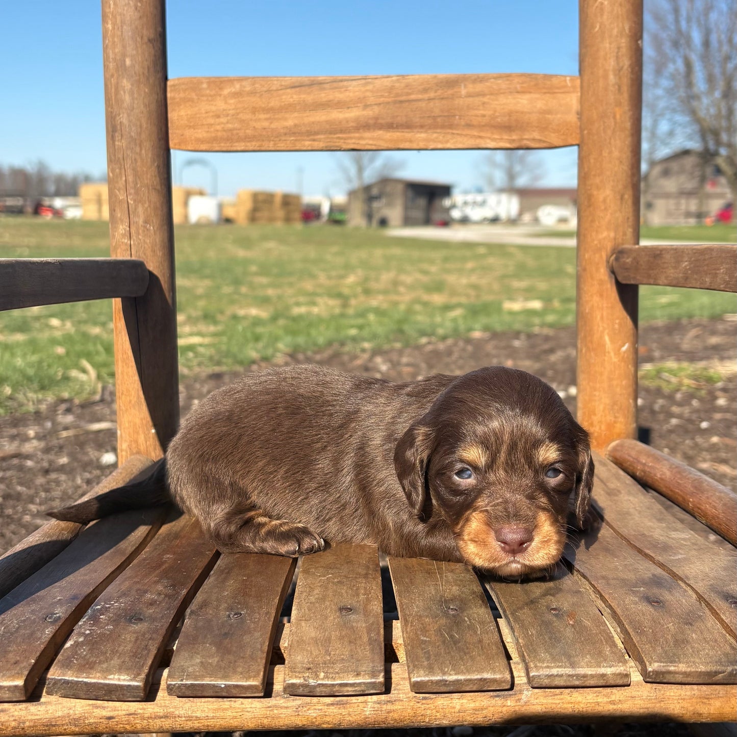 Mini Dachshund on a wooden chair outdoors with a clear blue sky.