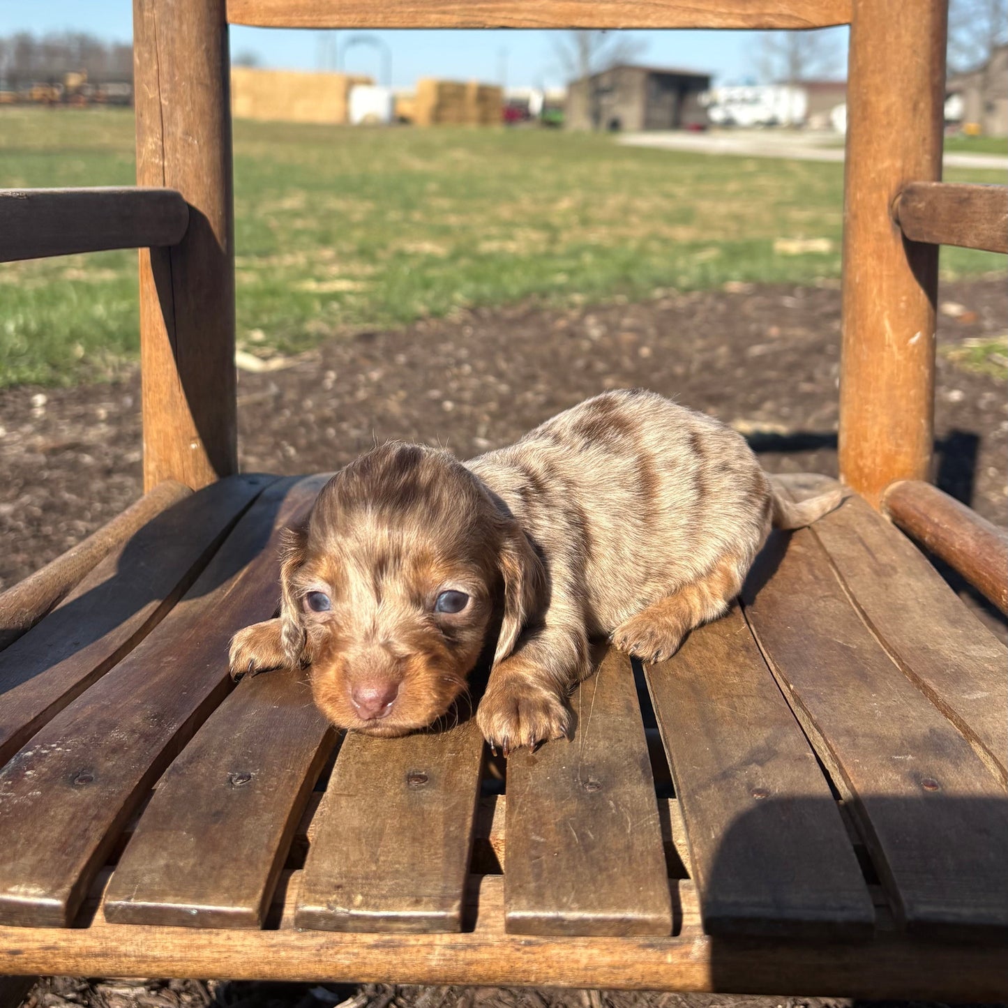 Mini Dachshund puppy lying on a wooden chair outdoors with a field .