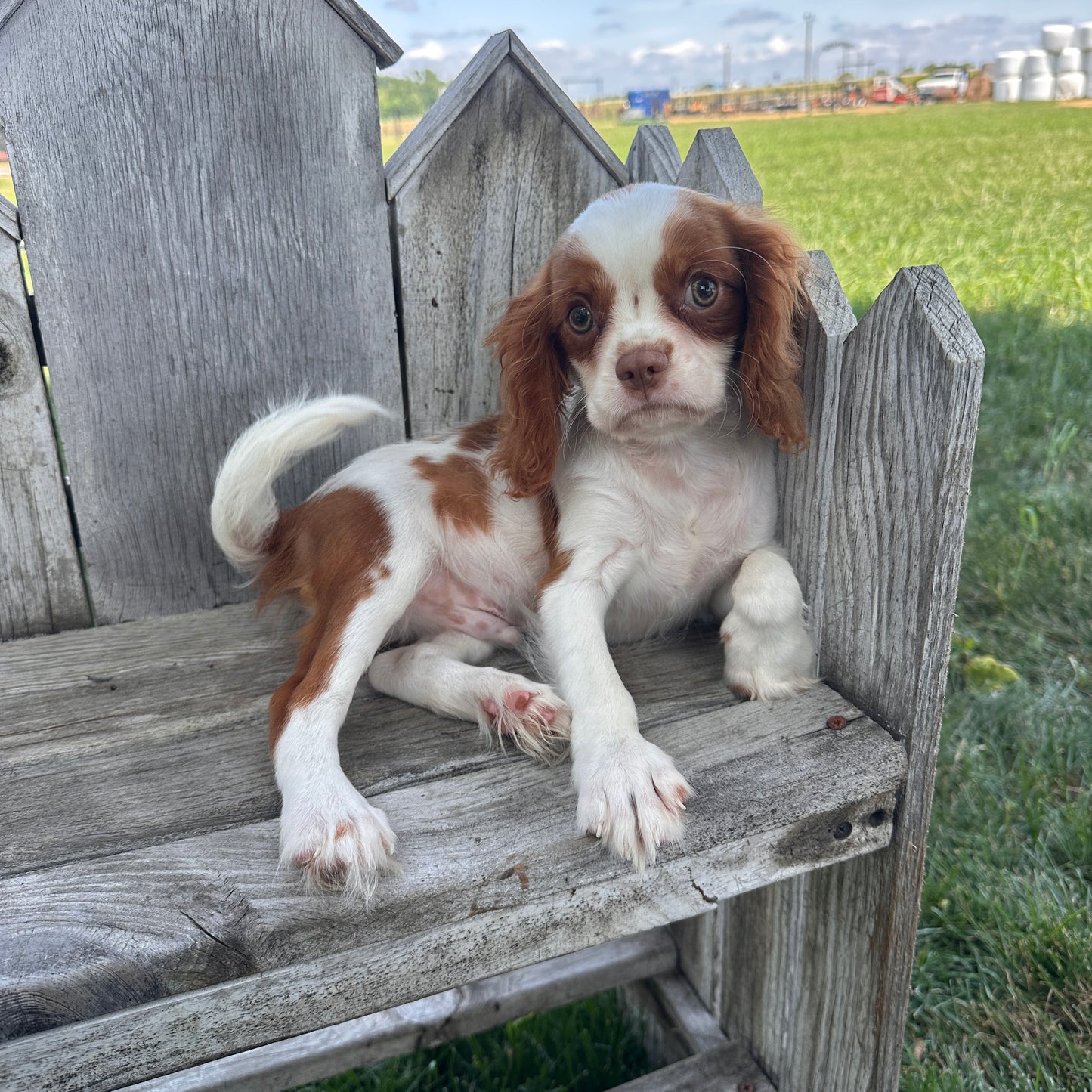 Cavalier_Pups