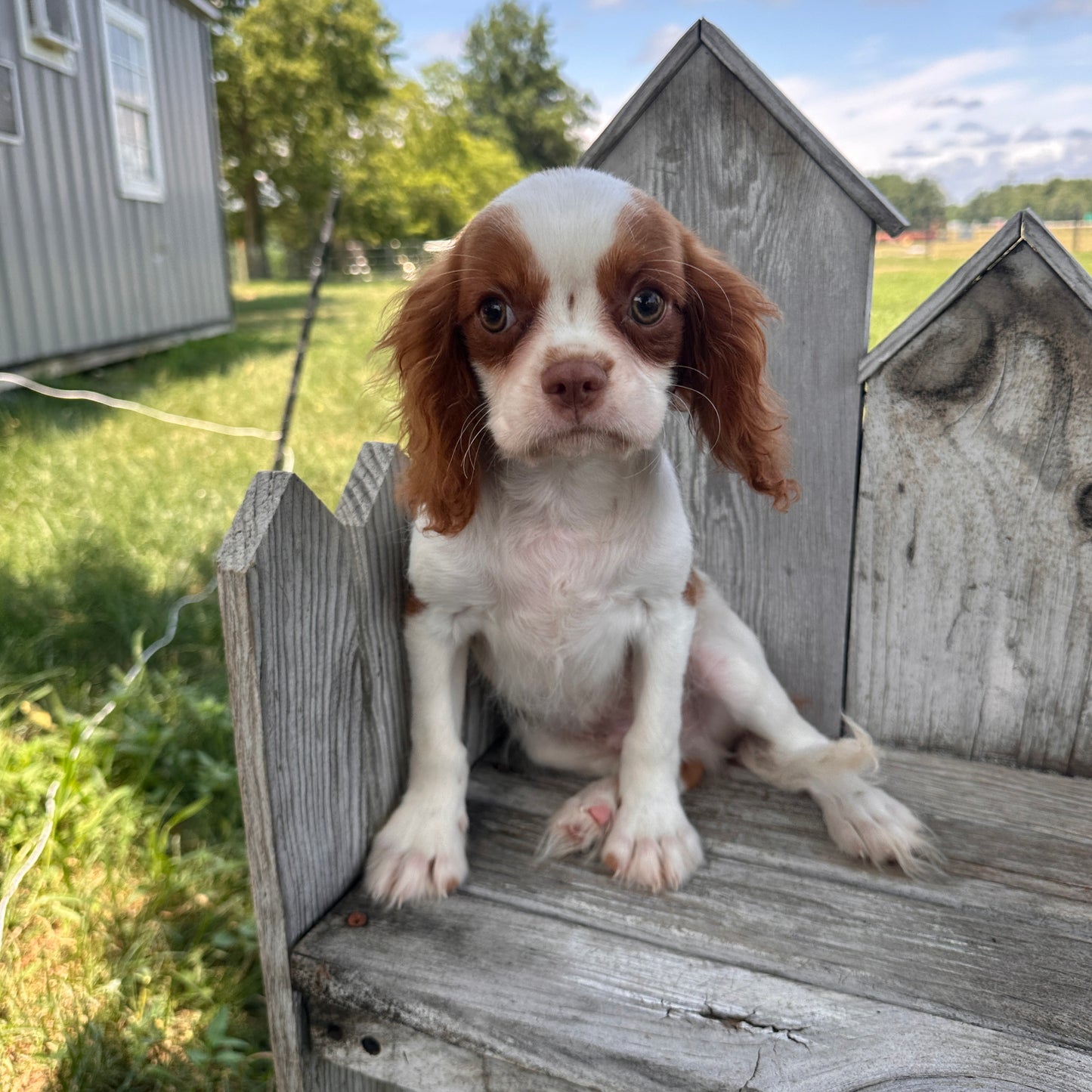 Cavalier_Pups