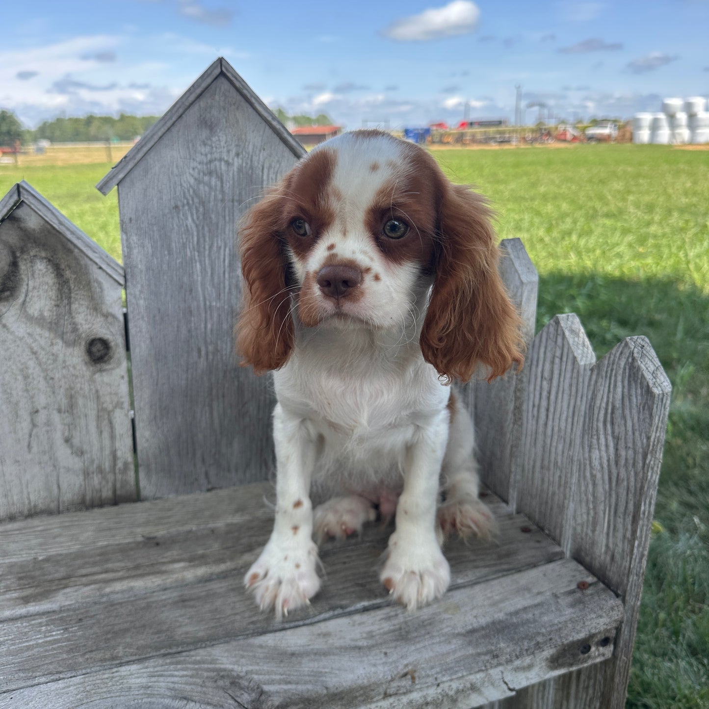 Cavalier_Breeder