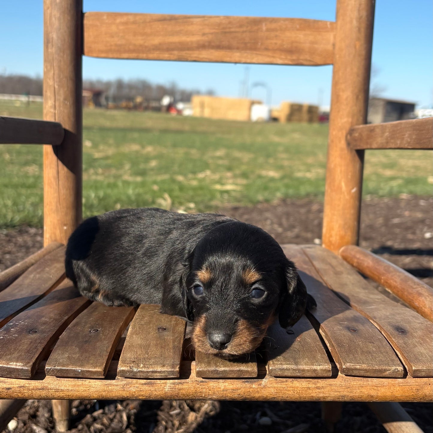 Mini Dachshund sitting on a wooden chair outdoors with a field and blue sky in the background