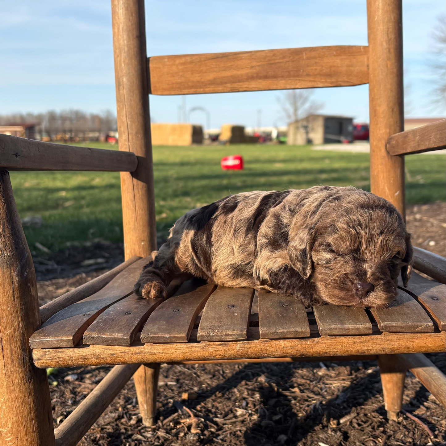 Cavapoo Puppy sleeping on a wooden chair outdoors with a grassy field and blue sky in the background