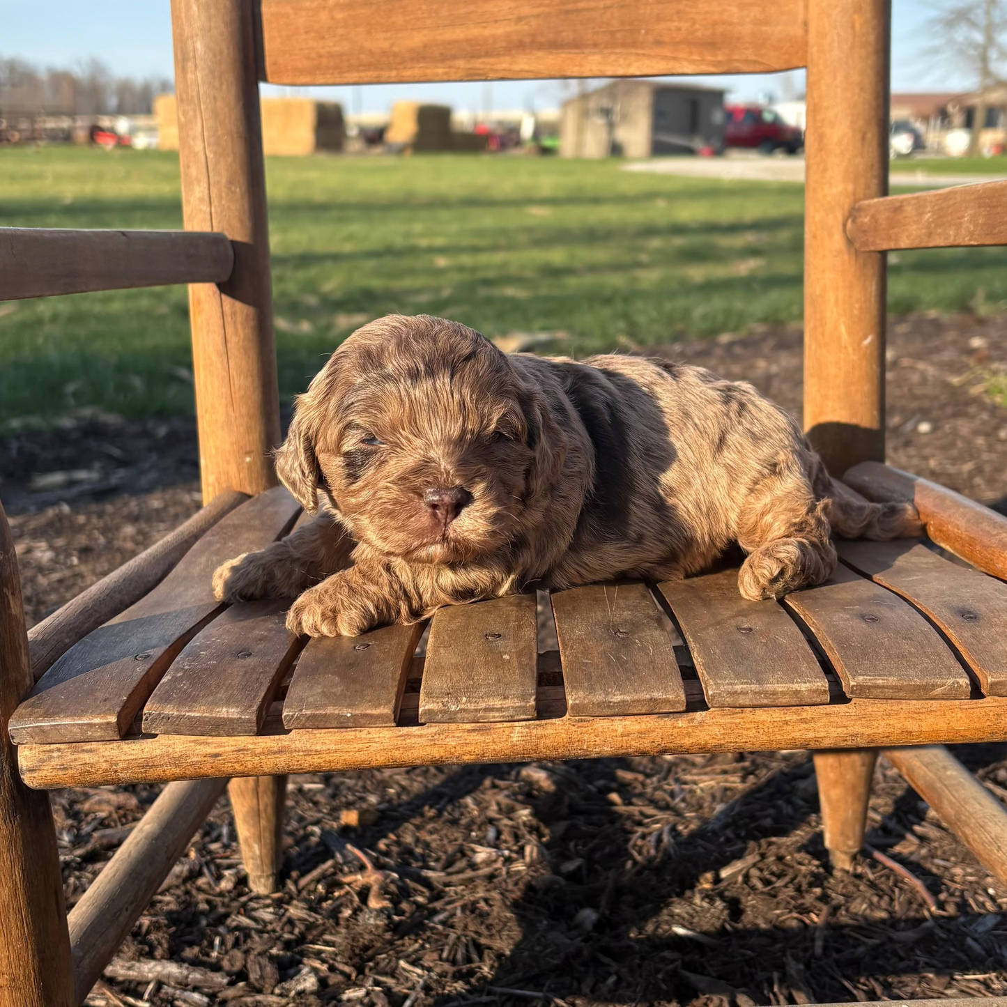 Cavapoo Puppy sitting on a wooden chair outdoors with a grassy field and blue sky in the background.