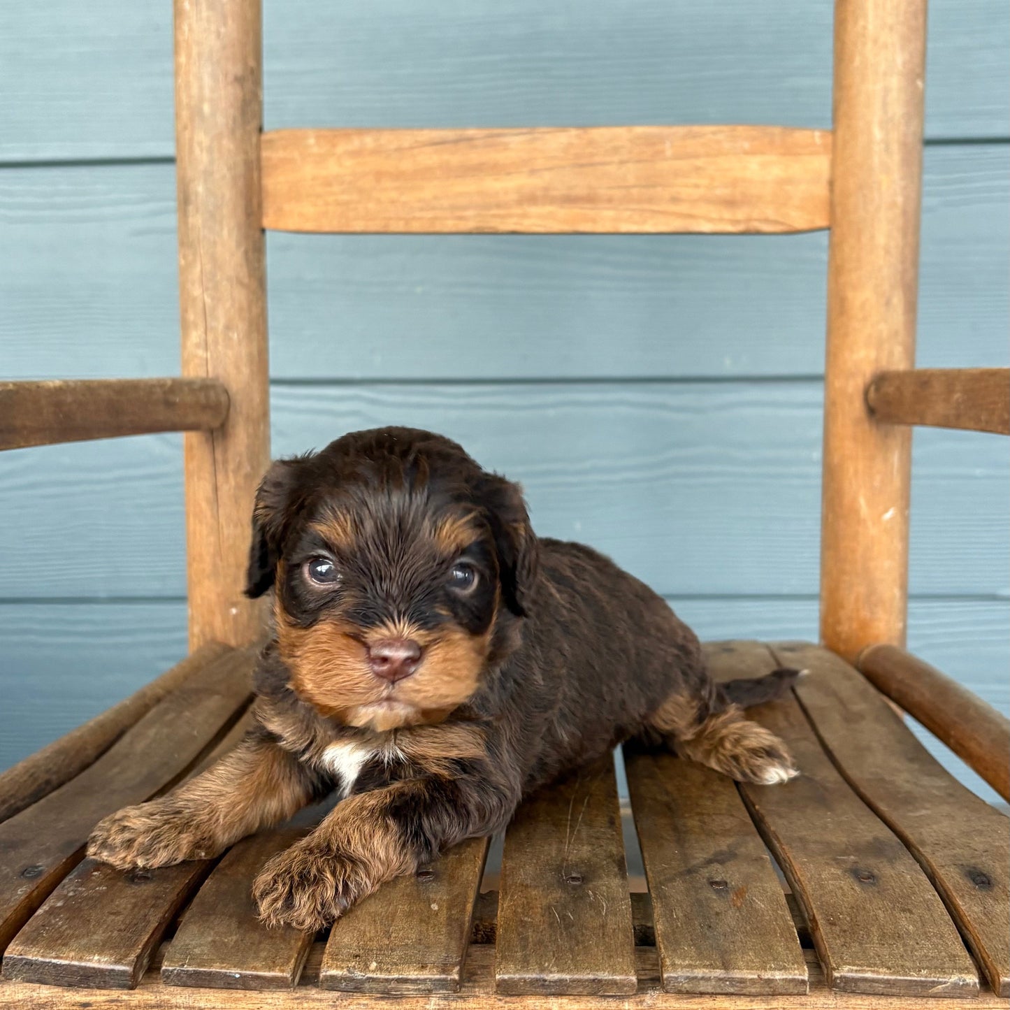 Cavapoo Puppy sitting on a wooden chair against a blue wooden wall.