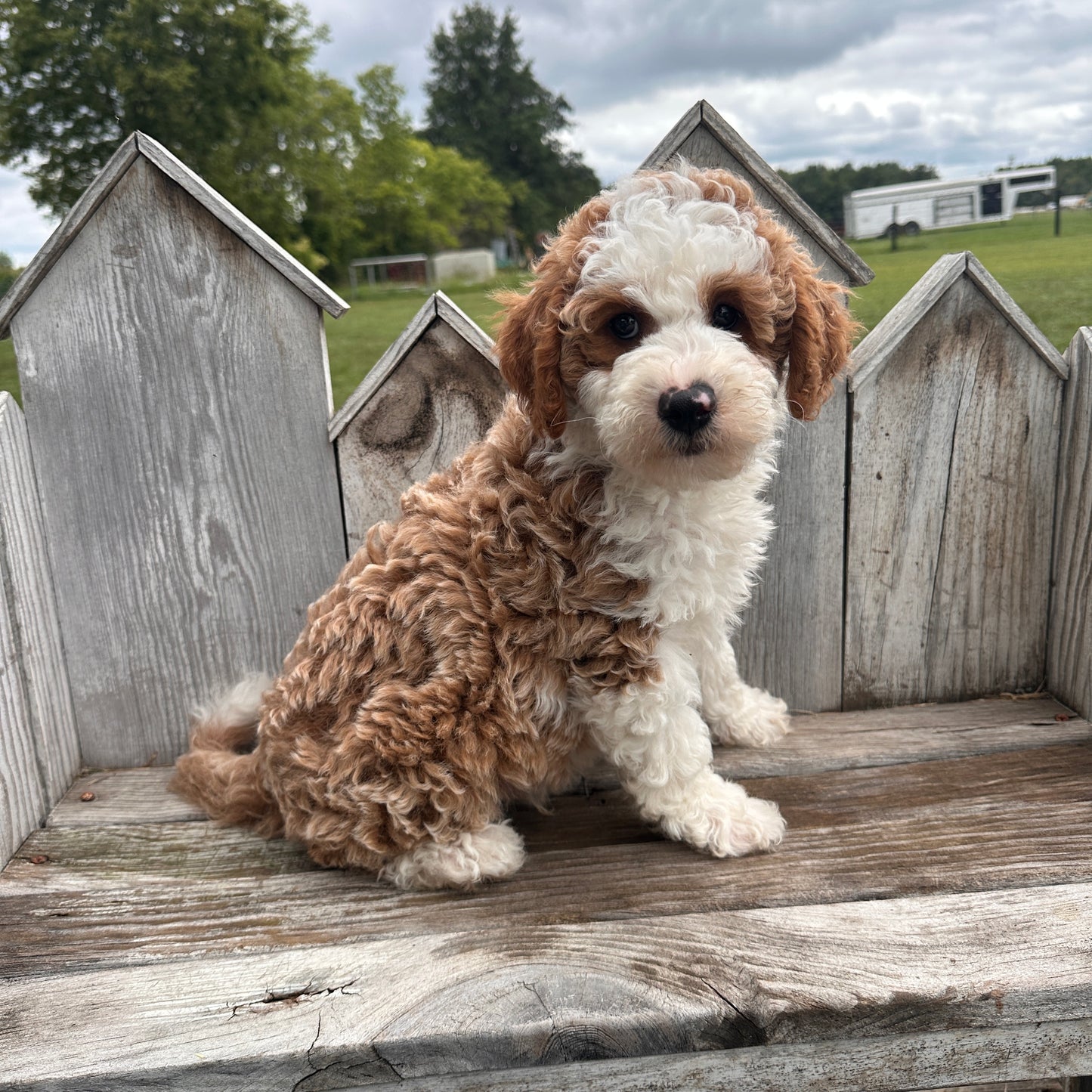 Mini-Goldendoodle-Breeder