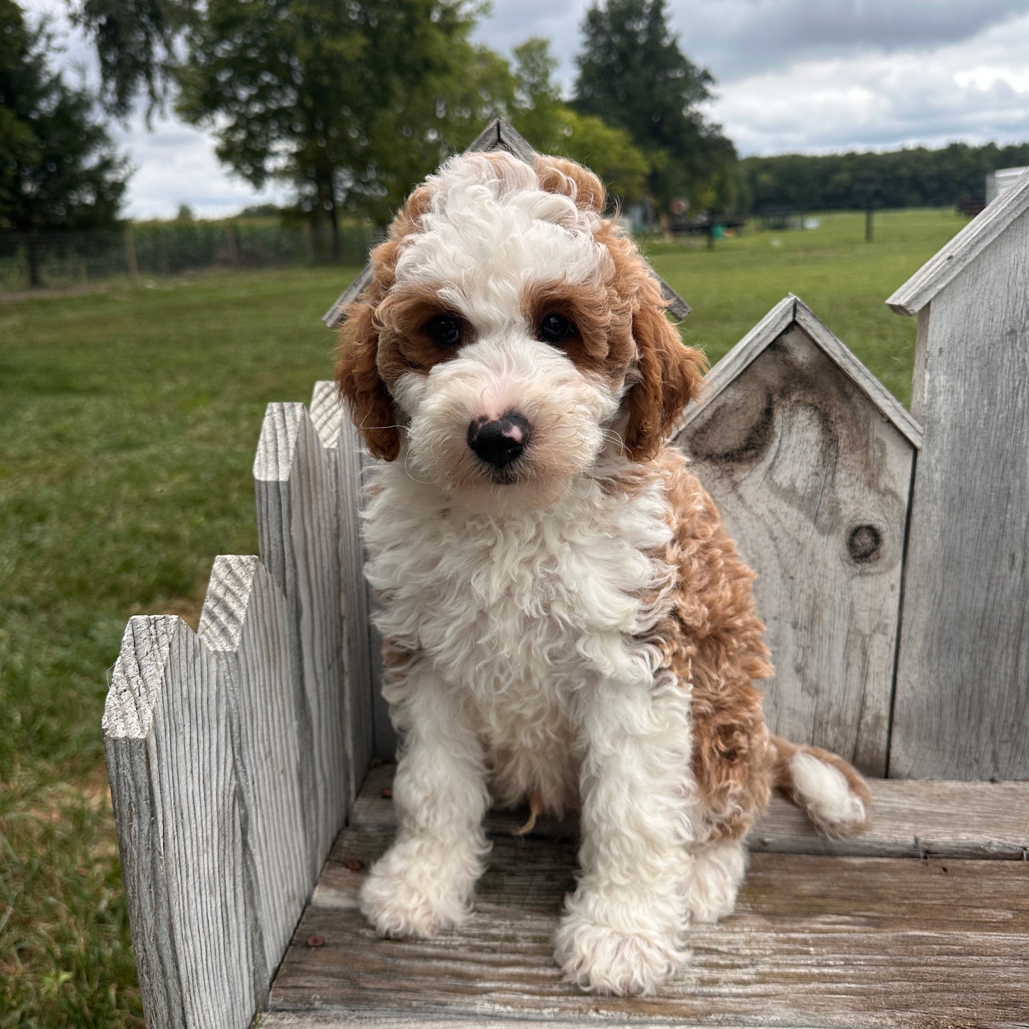 Mini-Goldendoodle-Breeder