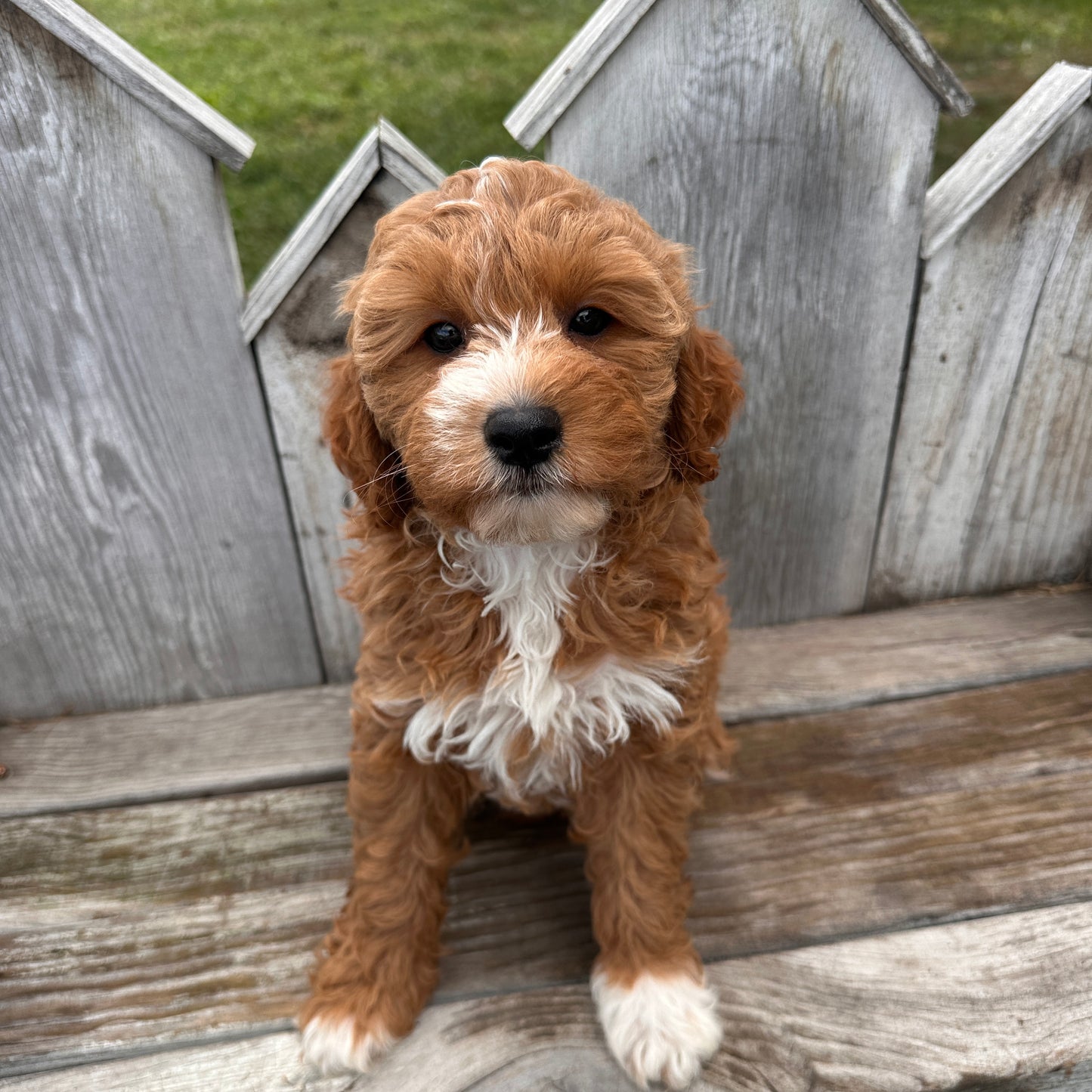 Mini-Goldendoodle-Breeder