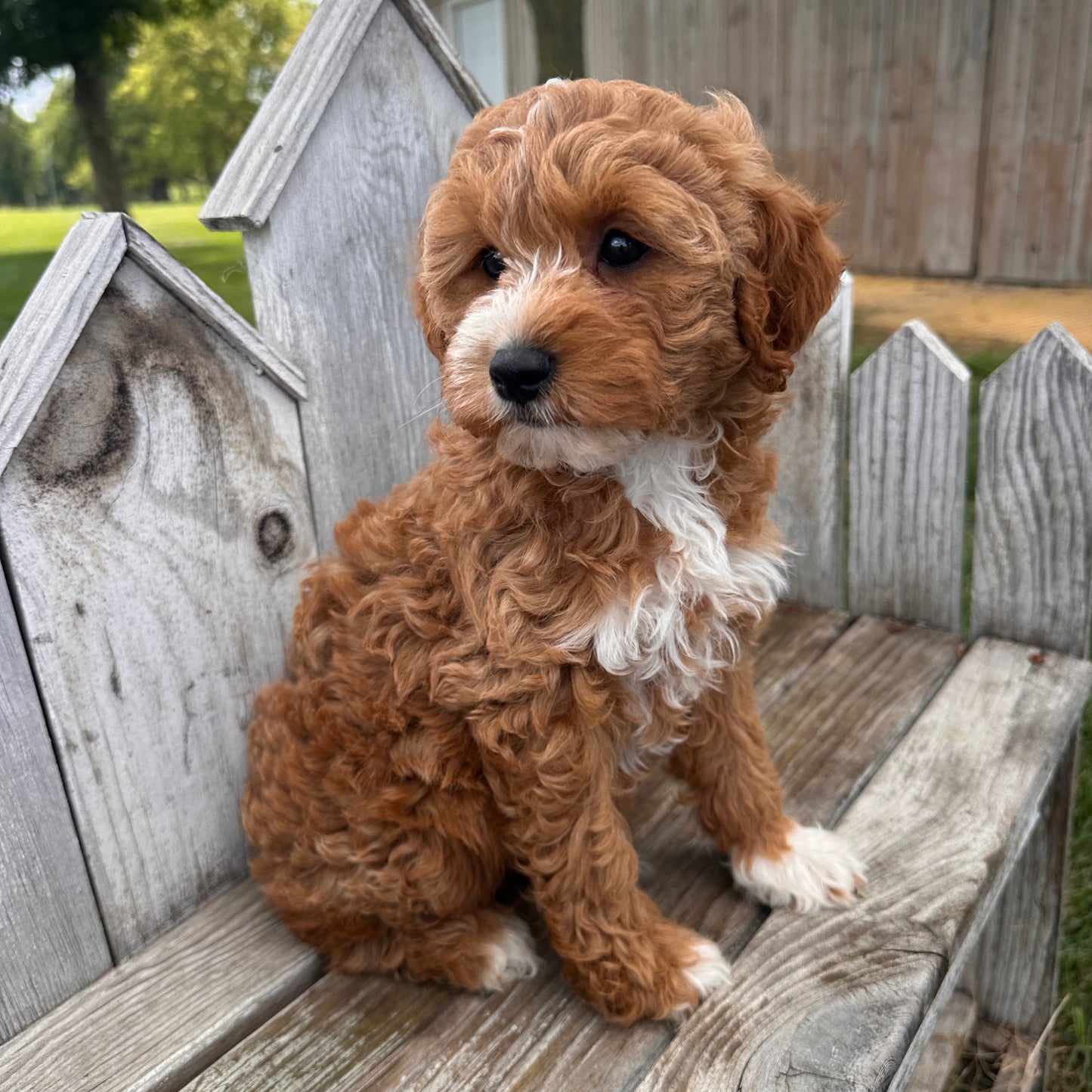 Mini-Goldendoodle-Breeder