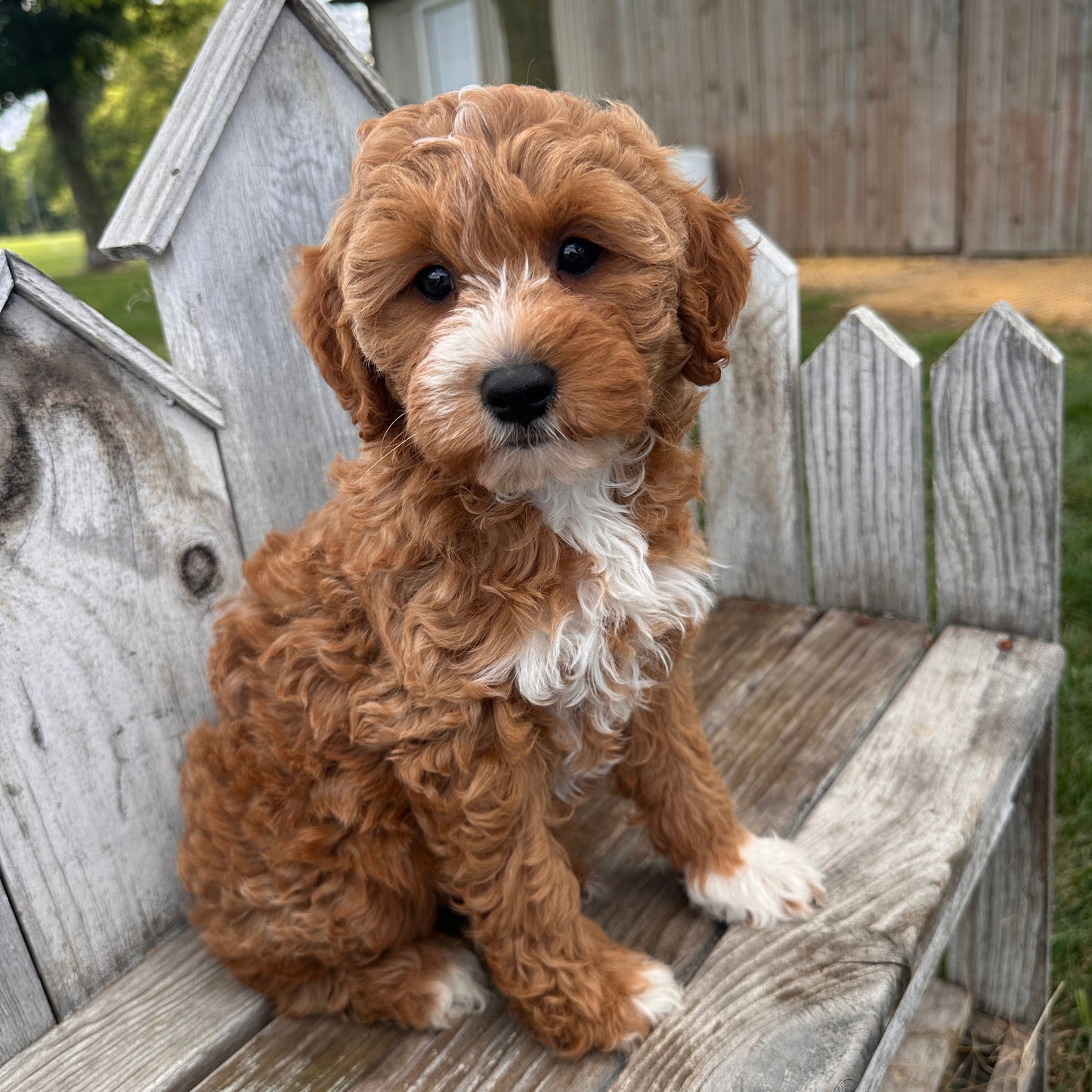 Mini-Goldendoodle-Breeder