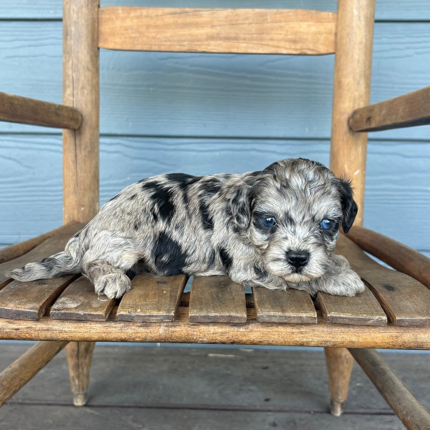 Blue Merle Cavapoo Puppy