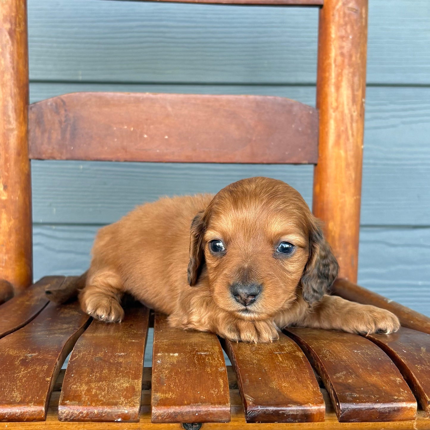 Red Mini Dachshund Puppy