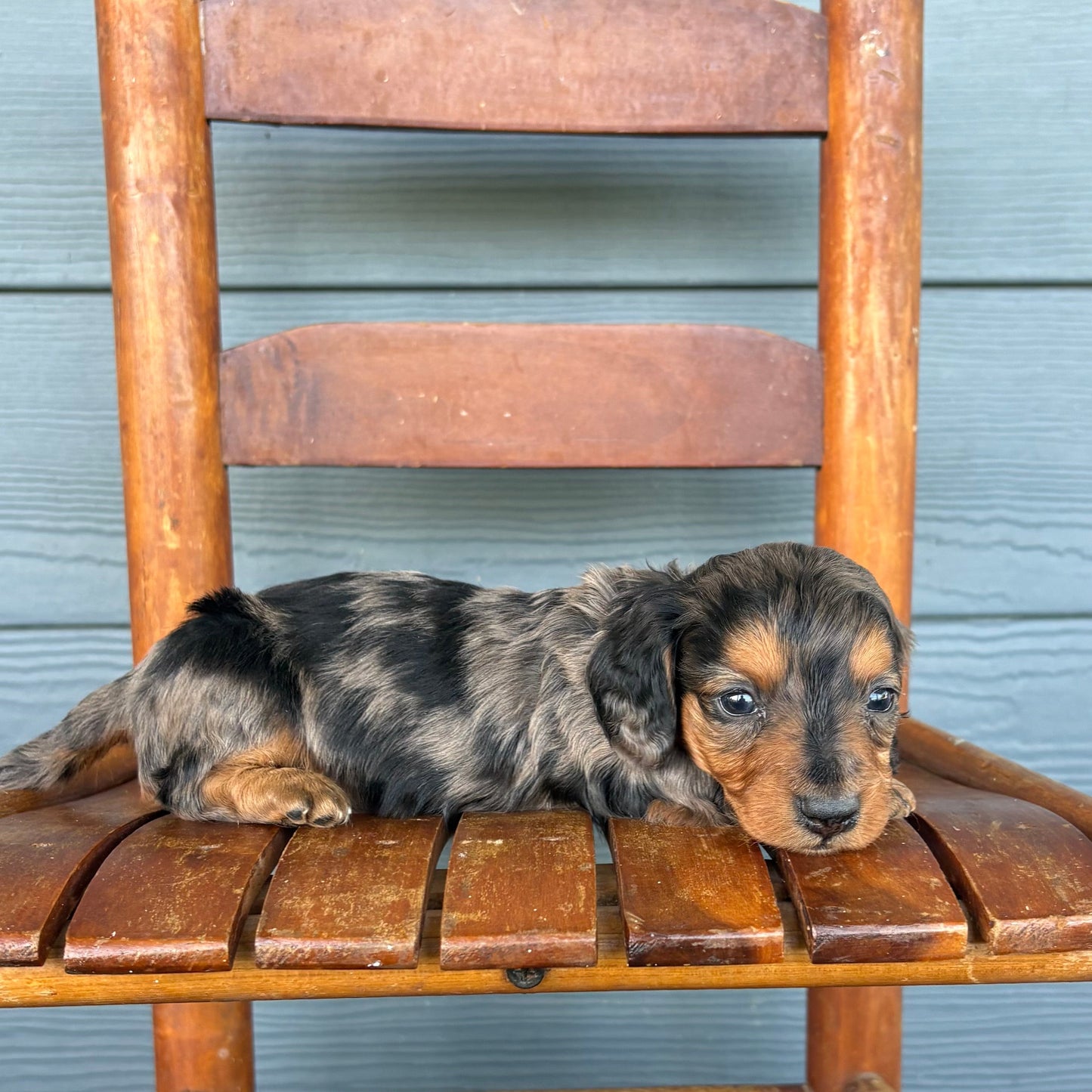 Black & Tan Dapple Mini Dachshund Puppy