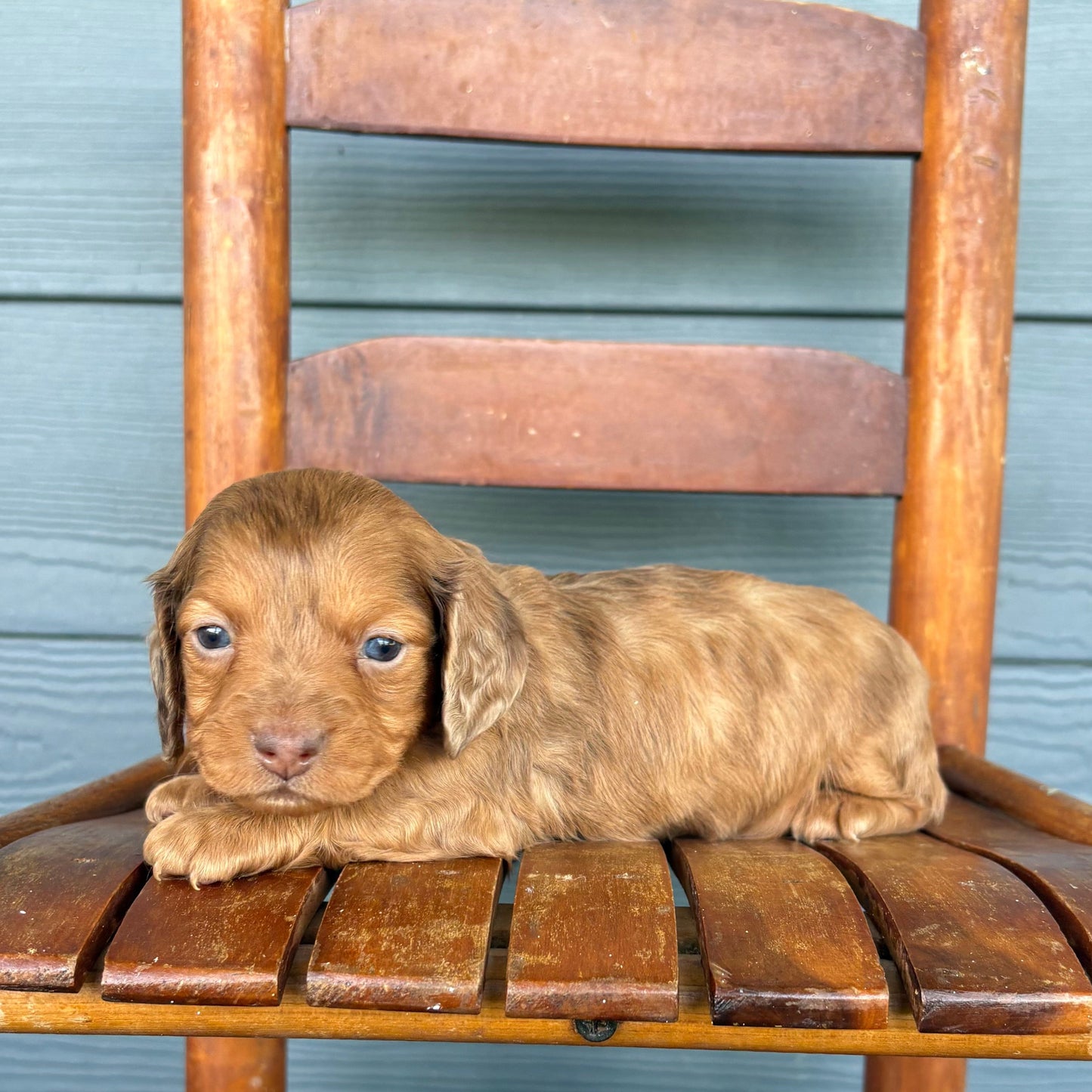 Chocolate Dapple Mini Dachshund Puppy