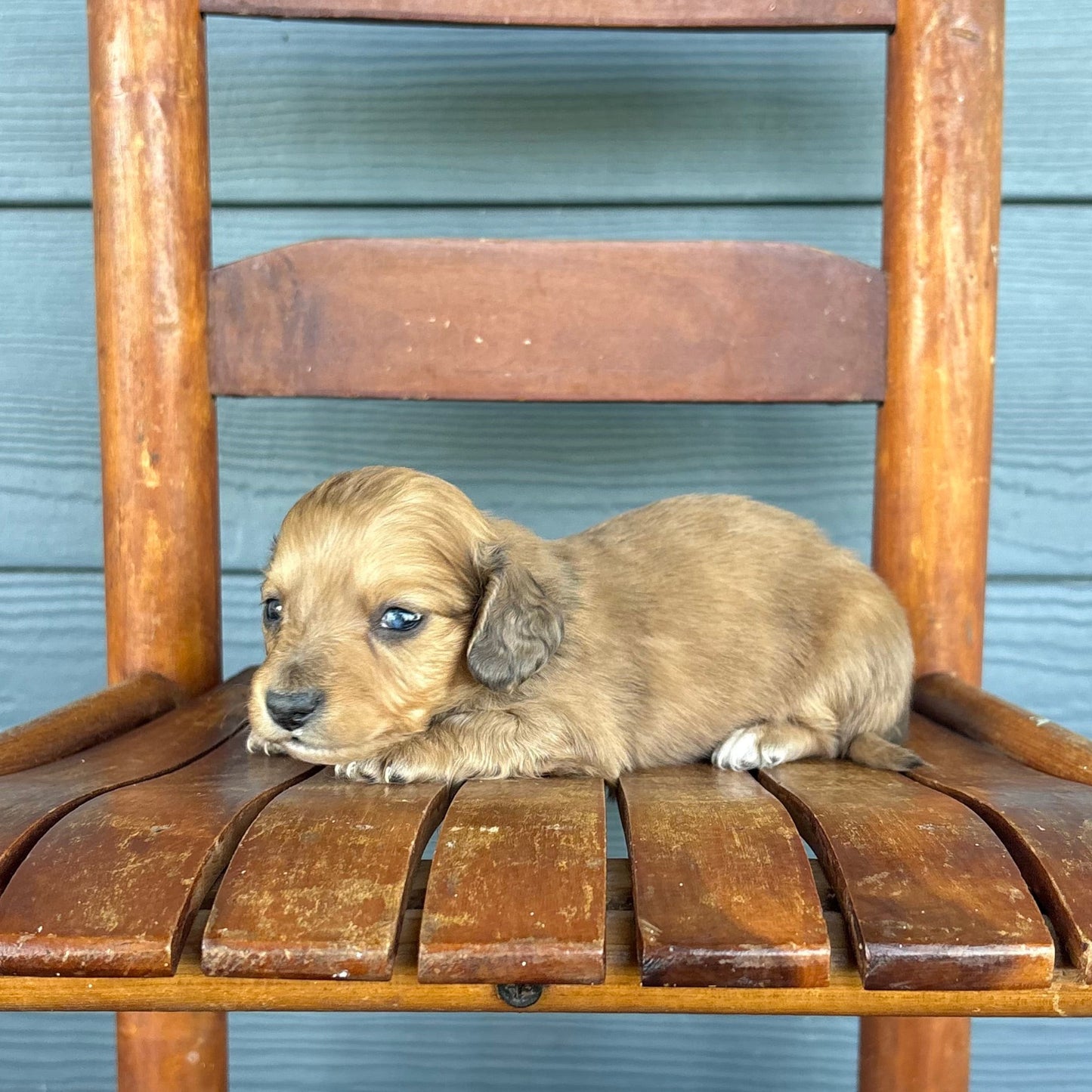 Sable Mini Dachshund Puppy