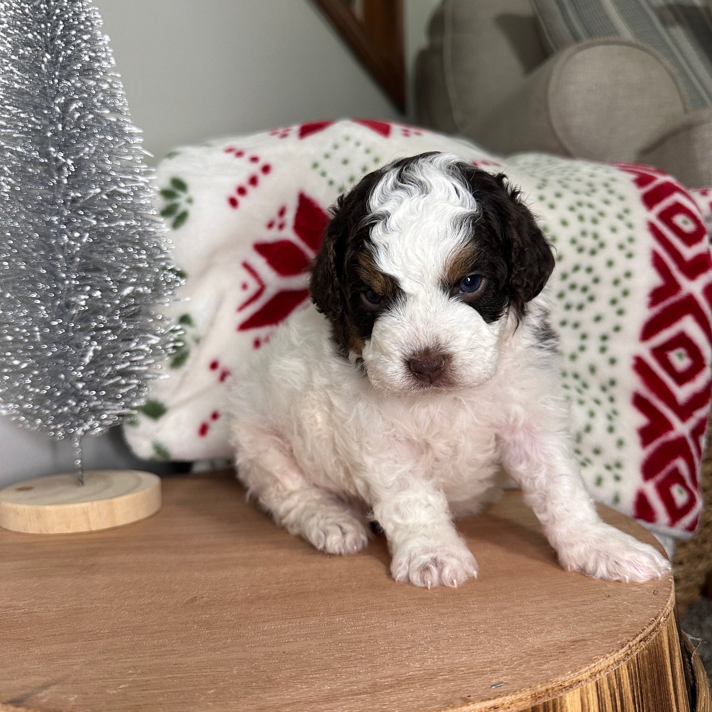 Chocolate-Parti-Cavapoo