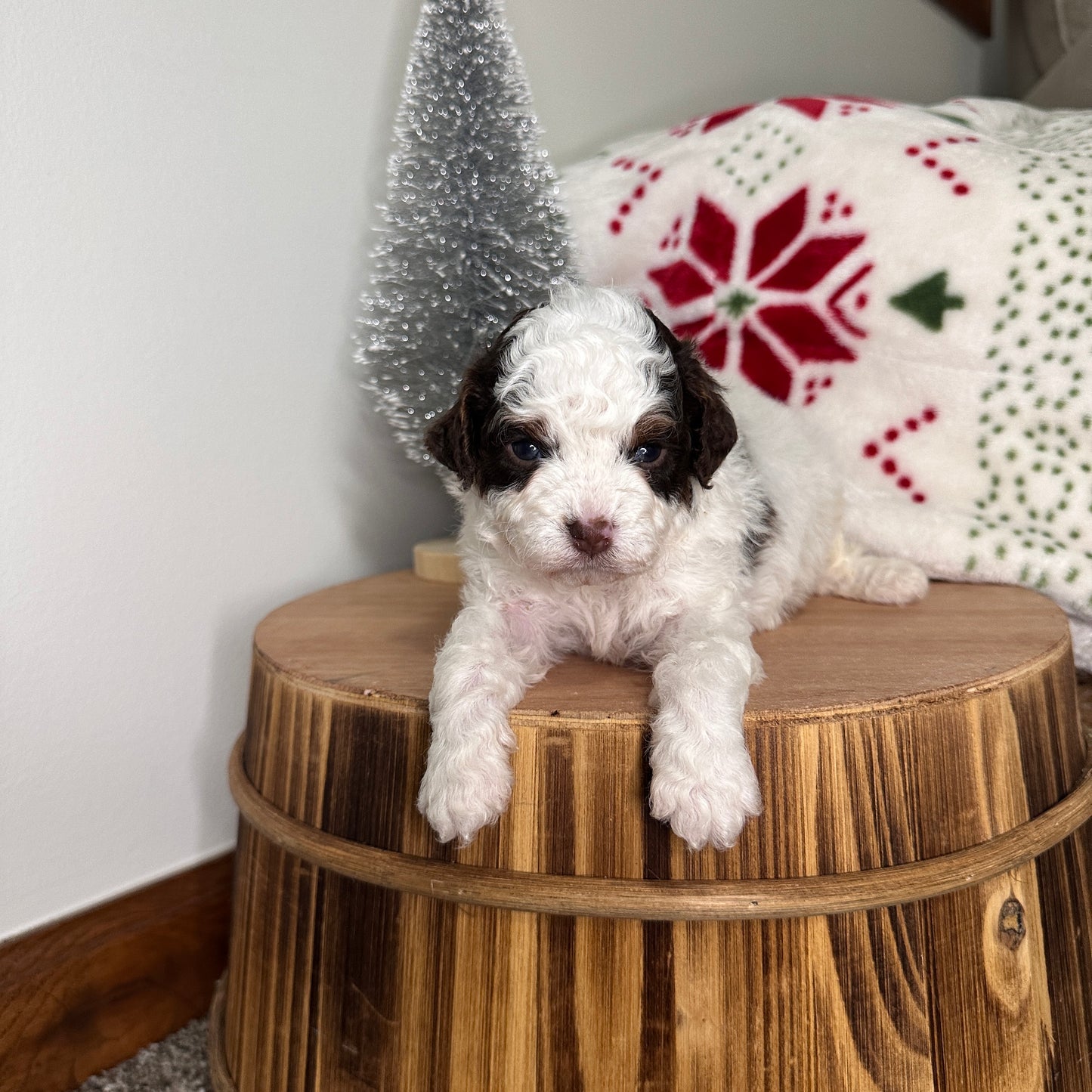 Chocolate-Parti-Cavapoo