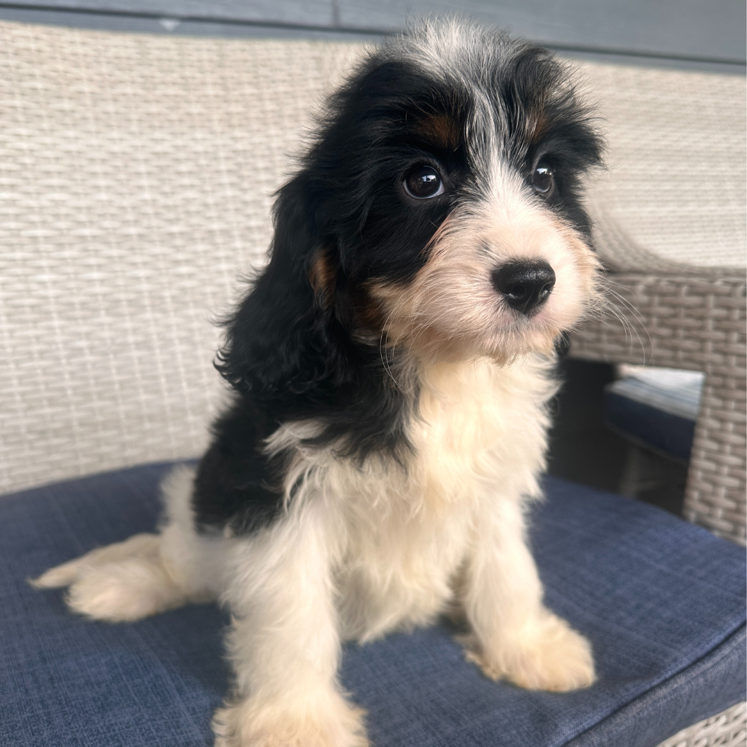 Cavapoo-Puppies