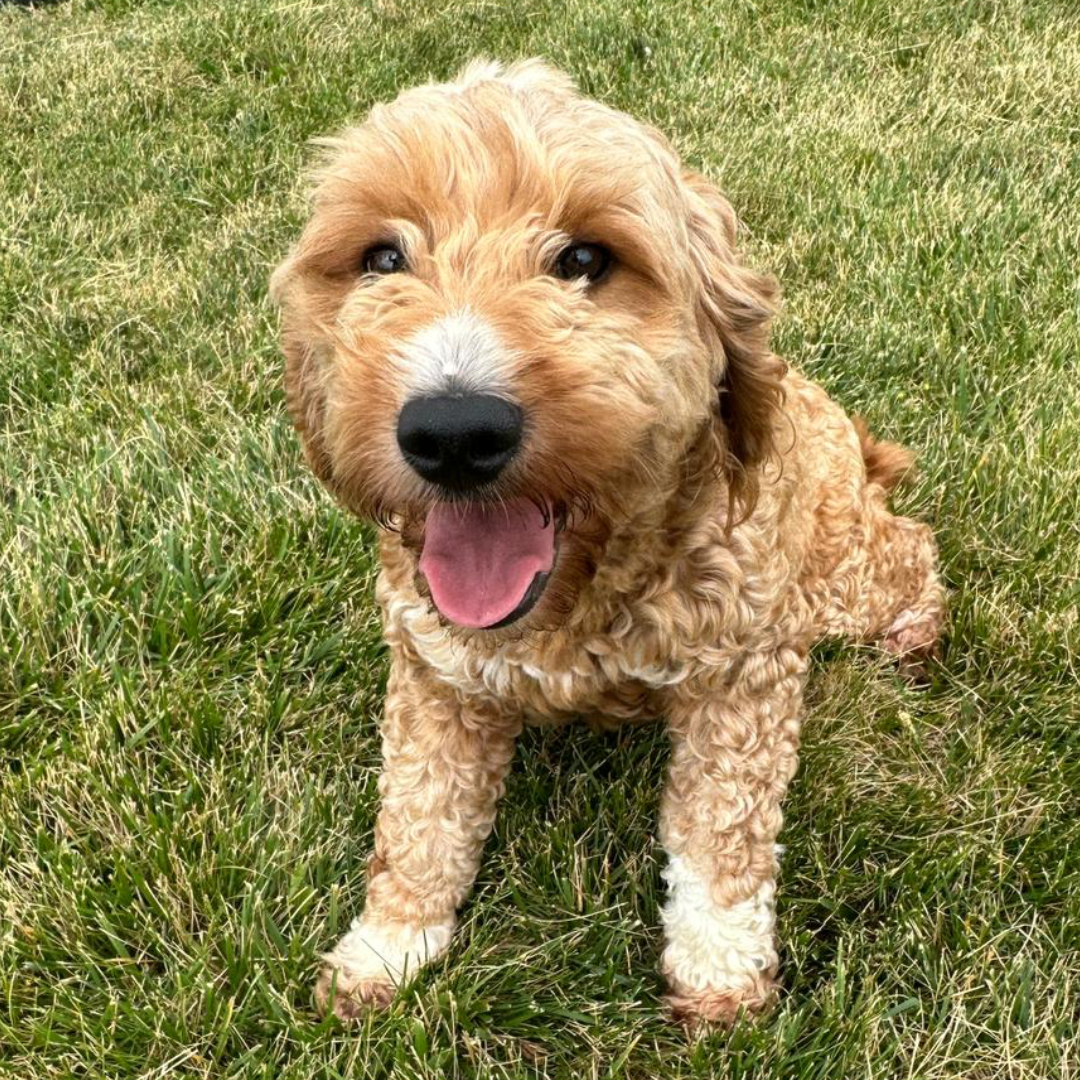 Mini-Goldendoodles