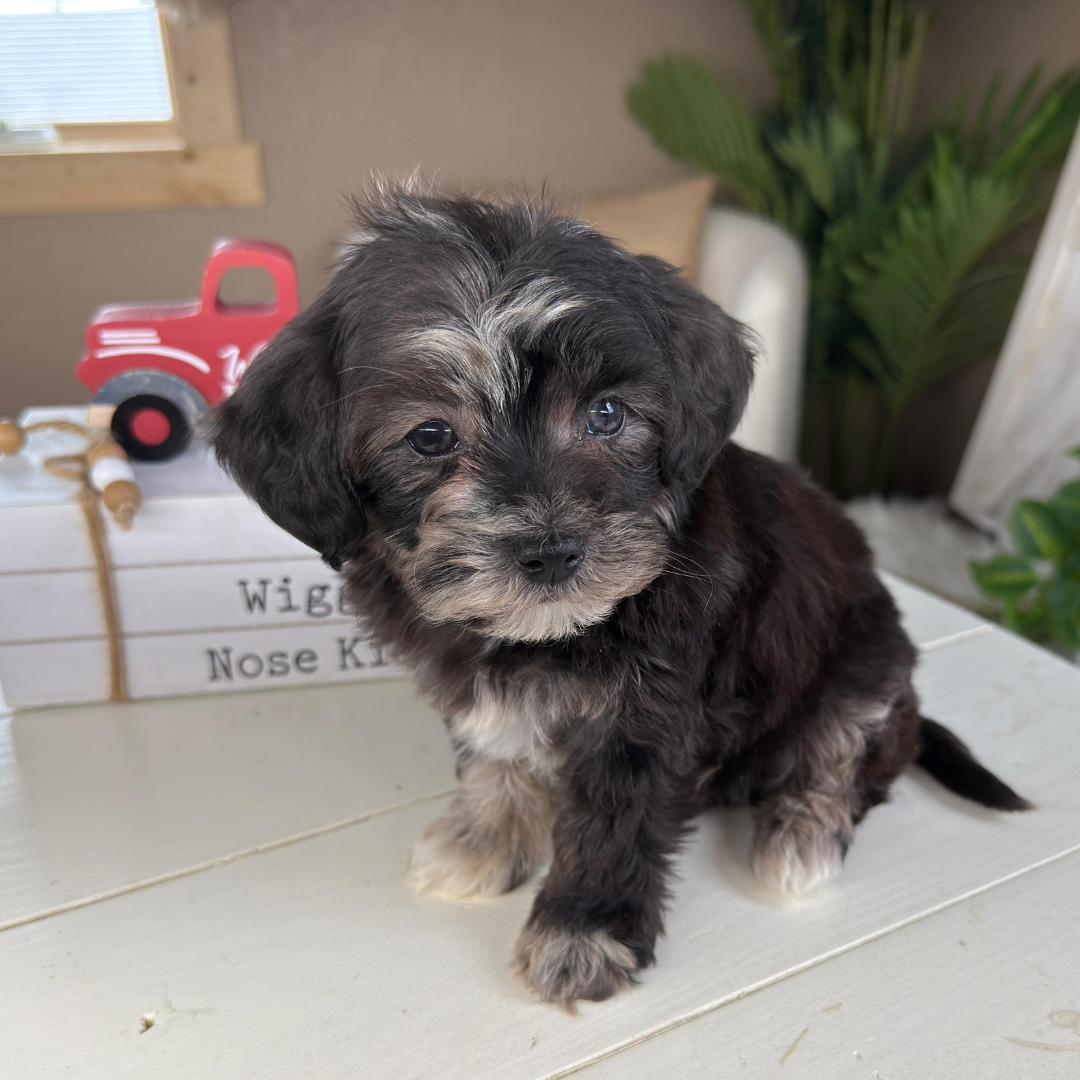 Cavapoo-Puppies