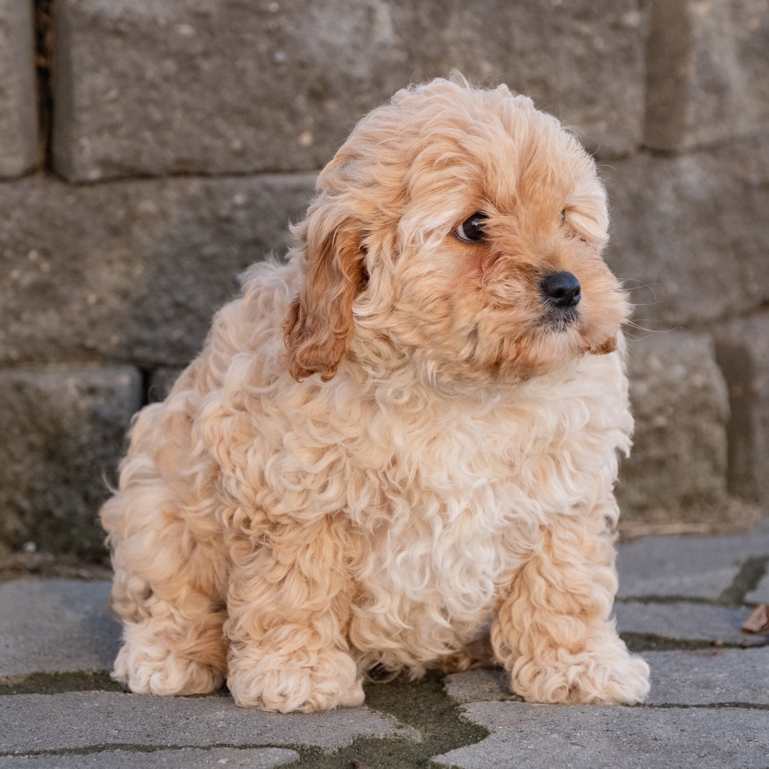 Cavapoo