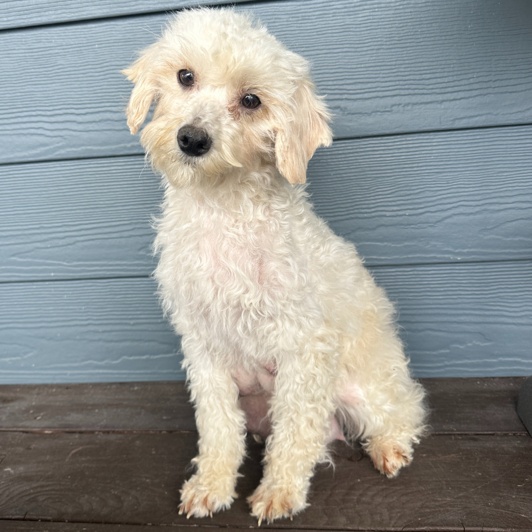Mama-Cavapoo