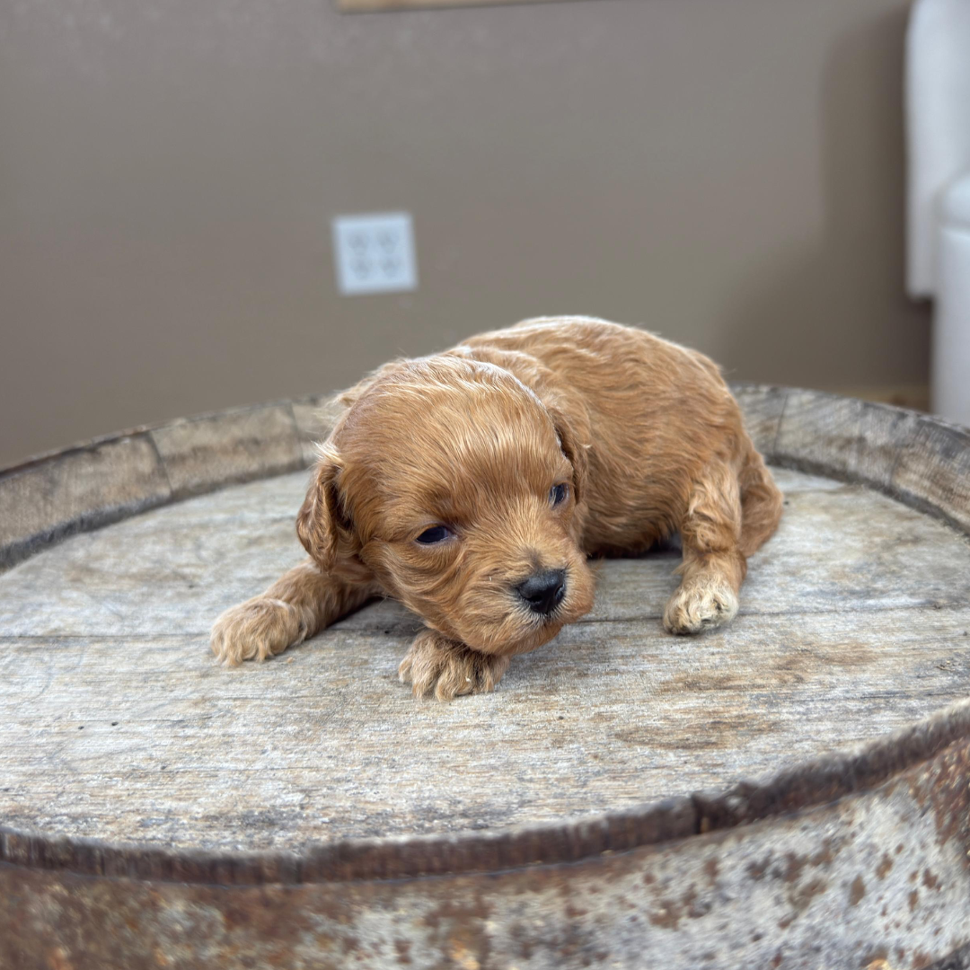Cavapoo-Puppies