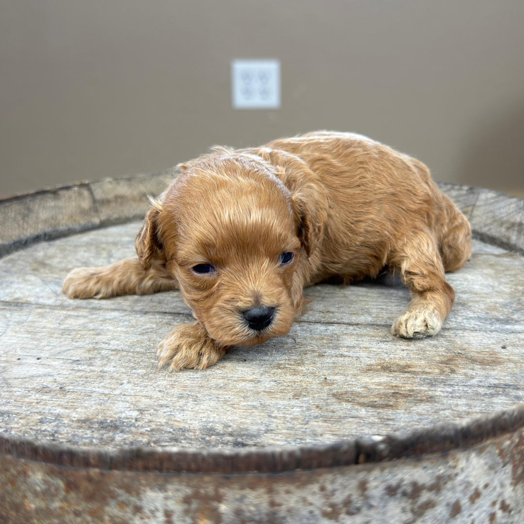 Cavapoo-Puppies