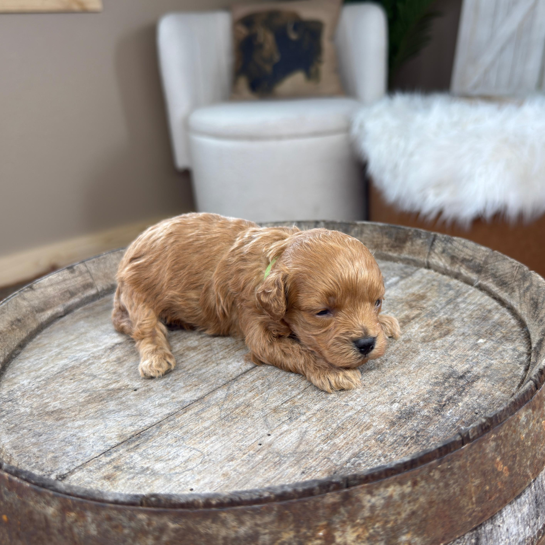 Cavapoo-Puppies