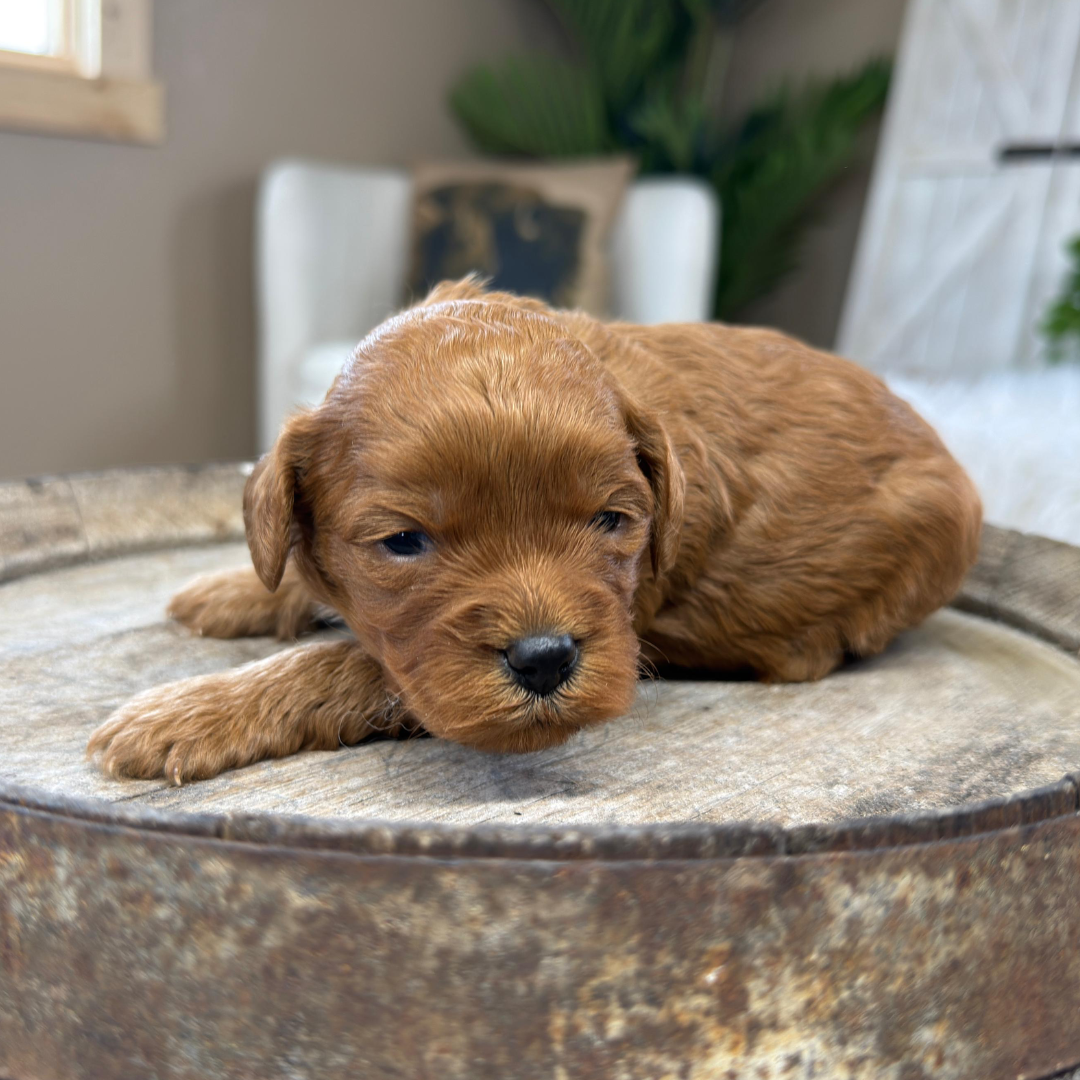 Cavapoo-Puppies